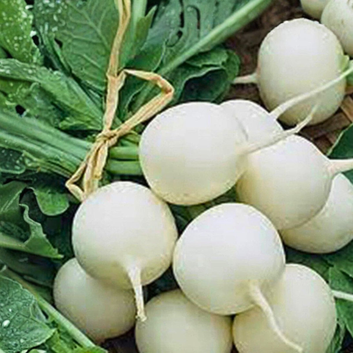 Heirloom Radish Seeds 1000 Non-GMO Hailstone White Raphanus sativus for Home Gardening, Organic Vegetable Seeds