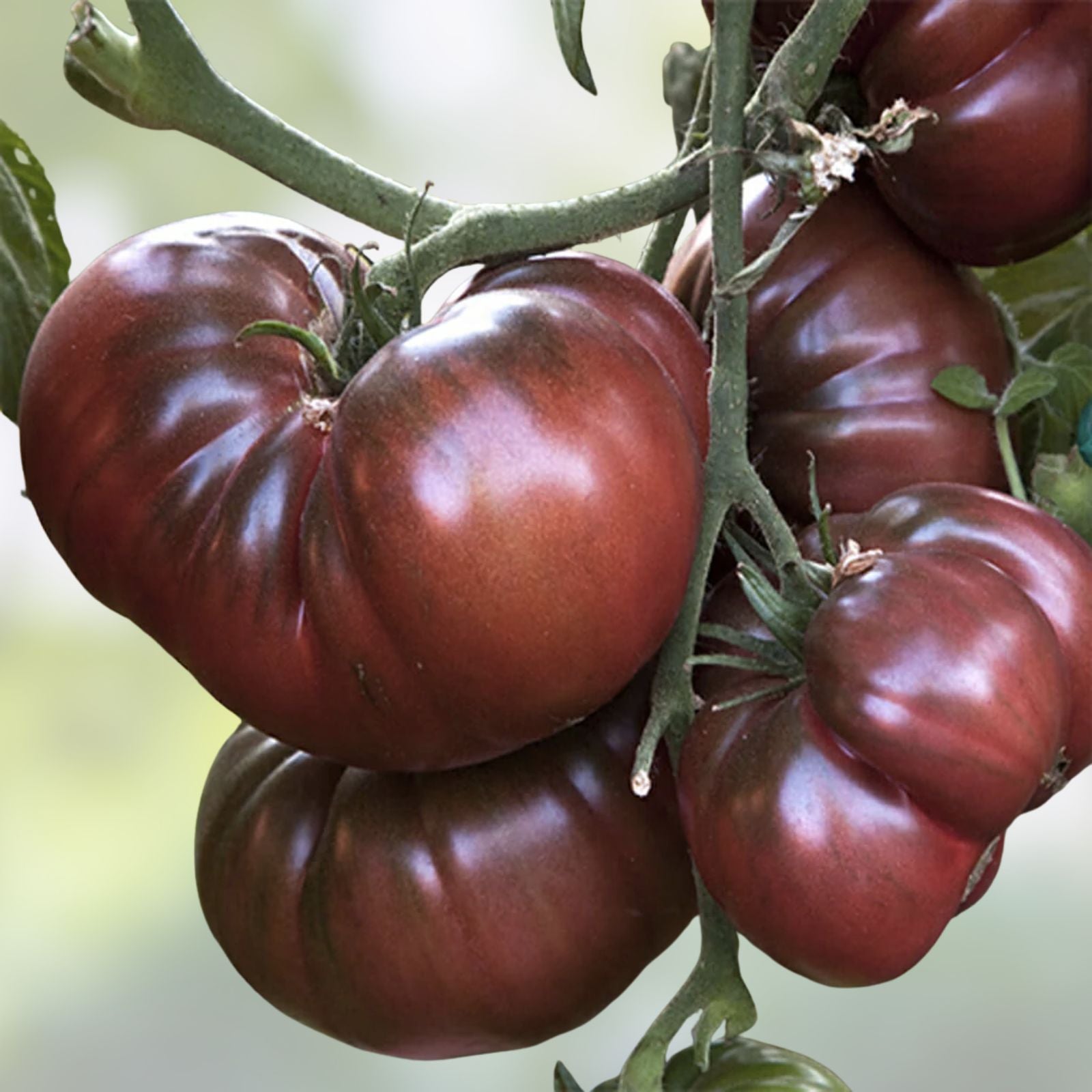 Rare Black Tomato Seeds, 50+ Seeds, Exotic Black Variety, Solanum lycopersicum, Heirloom, Gourmet Cooking, Unique Tomato Seeds