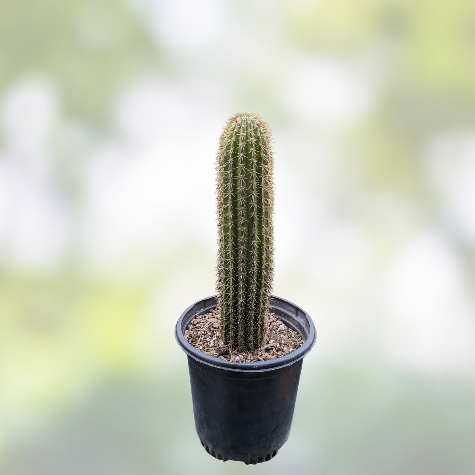 Live Torch Cactus Cuttings - Single Pups 1-3in Tall - Echinopsis Spachiana Succulent for Home Decor