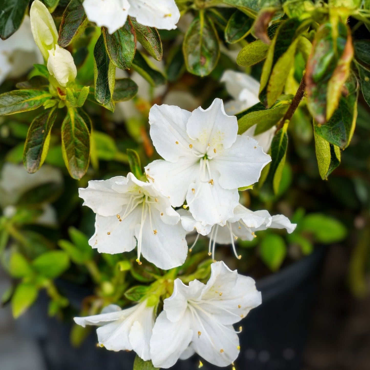 Azalea Starter Plant - Delaware Valley White - Deciduous Rhododendron with Pure White Blooms - Rhododendron 'Delaware Valley White'