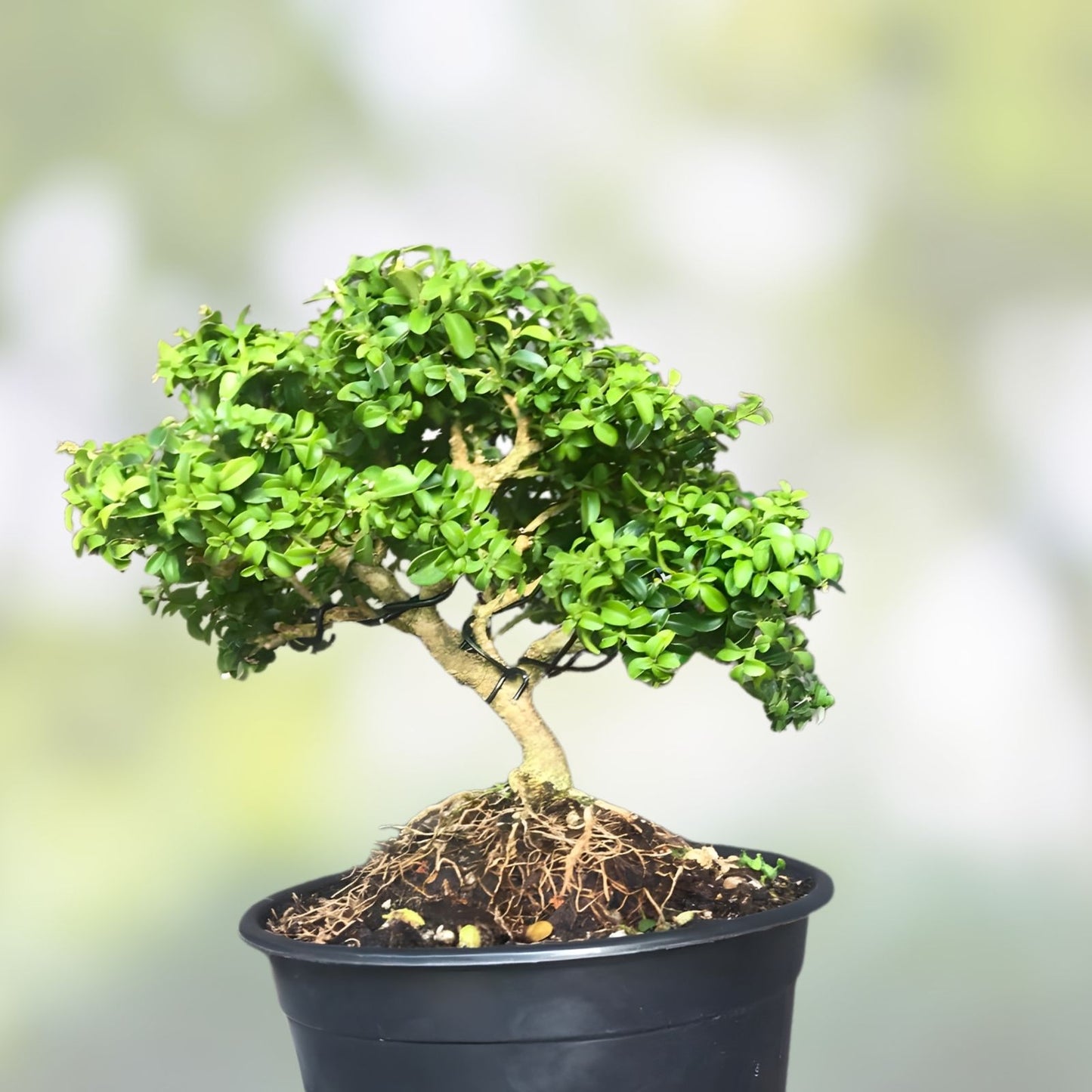Bonsai Tree Shohin 8” Kingsville Boxwood Live Plant in Crackle Glaze Pot - Indoor Outdoor Decor, 12 Years Old