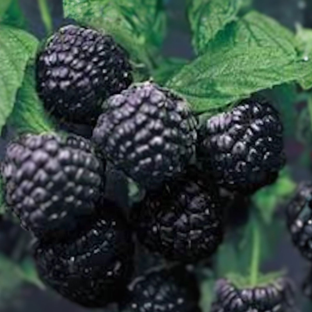 Cumberland Black Raspberry Plants 3-Pack, Hardy & Disease Resistant, Sweet-Tart Flavor, Rubus occidentalis