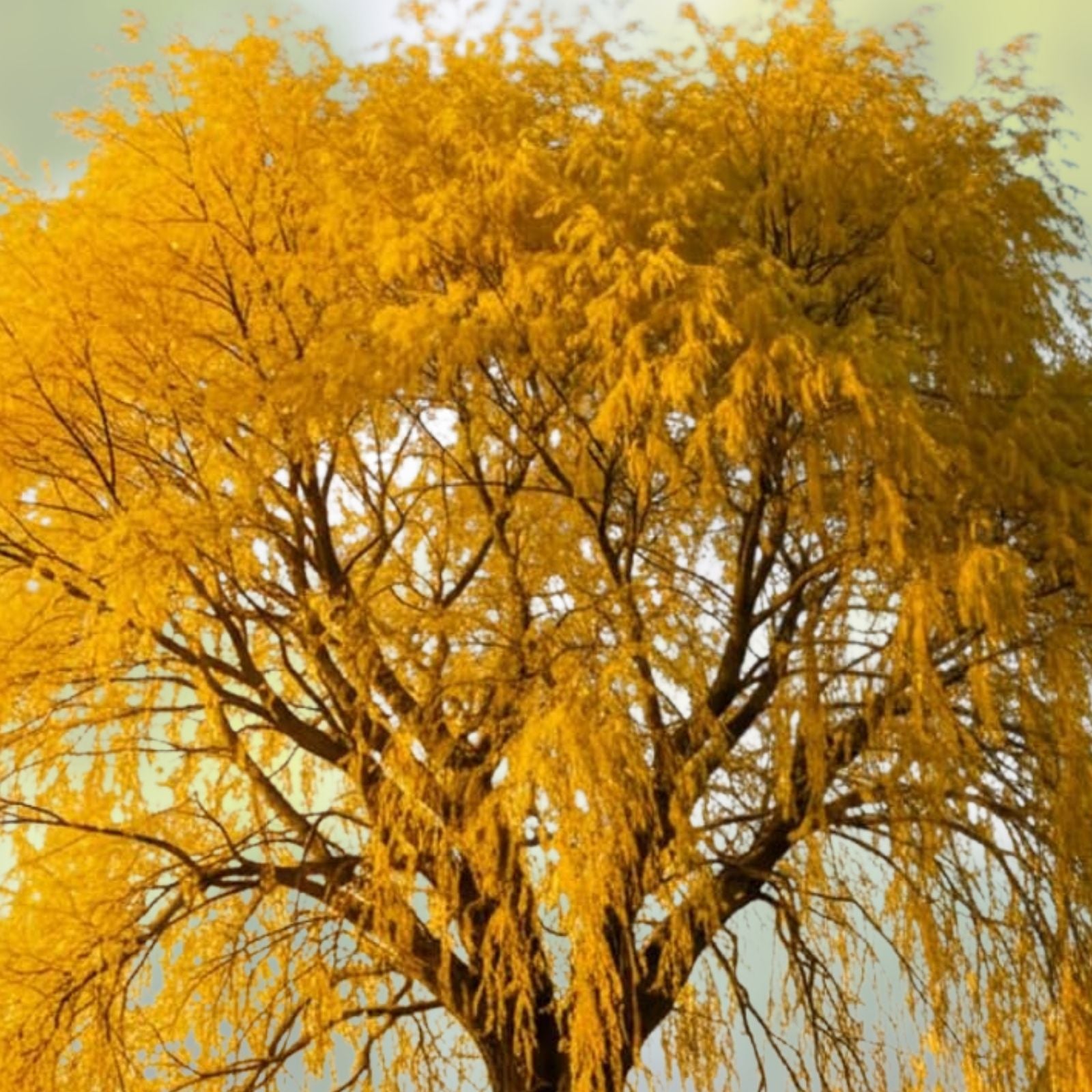 Gold Weeping Willow Tree Cuttings - 5 Pack for Bonsai or Garden - Salix babylonica - Live Plant Cuttings