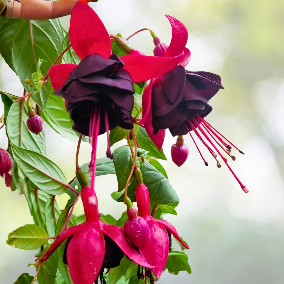 Fuchsia Live Plant - 8 Inches Tall - Blue Eyes Variety - Well Rooted in 3" Pot - Fuchsia magellanica
