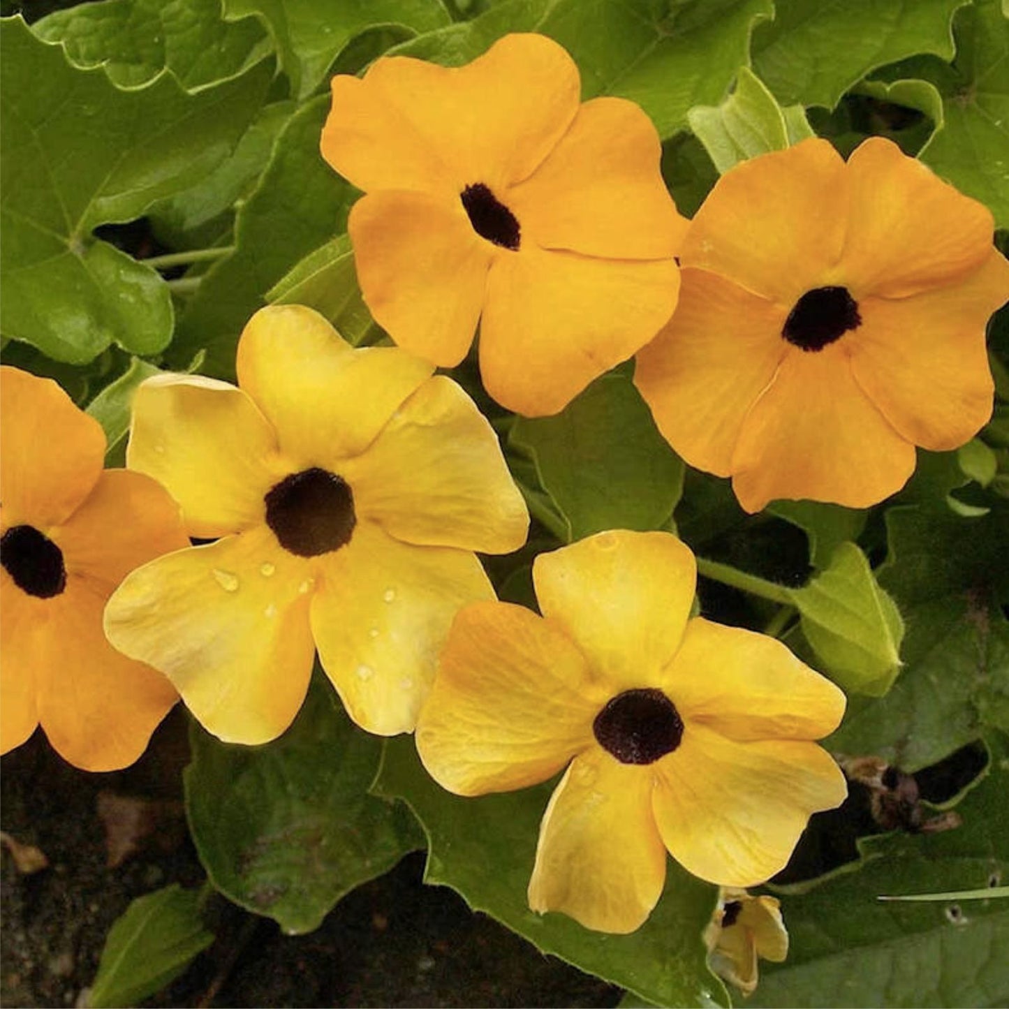 Black Eyed Susan Vine Seeds, Thunbergia alata, Climbing Flower Seeds, Live Plant, Garden, 100+ Seeds