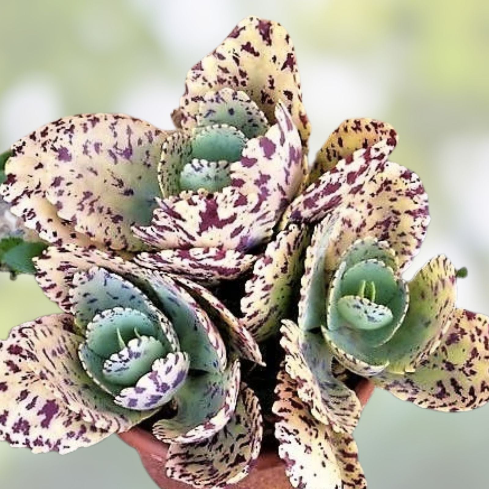 Kalanchoe Marmorata Succulent Cuttings 5" Live Indoor Plant, Spotted Penwiper, Variegated, Easy Care, Crassulaceae