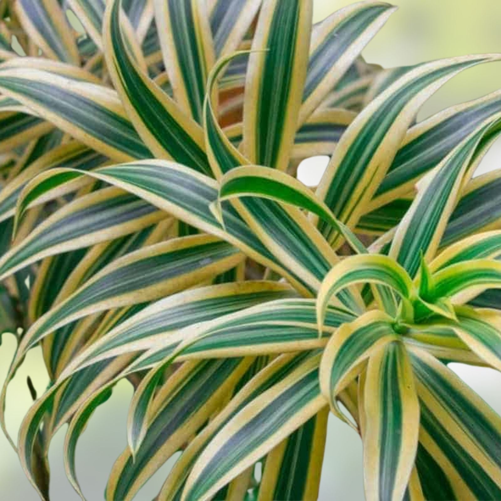 Dracaena Seeds 100 Count – Easy Care Tropical Foliage Planting – Indoor and Outdoor Gardening – Dracaena sp.