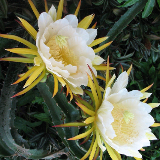 Epiphyllum Orchid Cactus Cuttings 2 Pieces White Yellow 5-8 Inches Long Epiphyllum spp. Succulent Plant Propagation