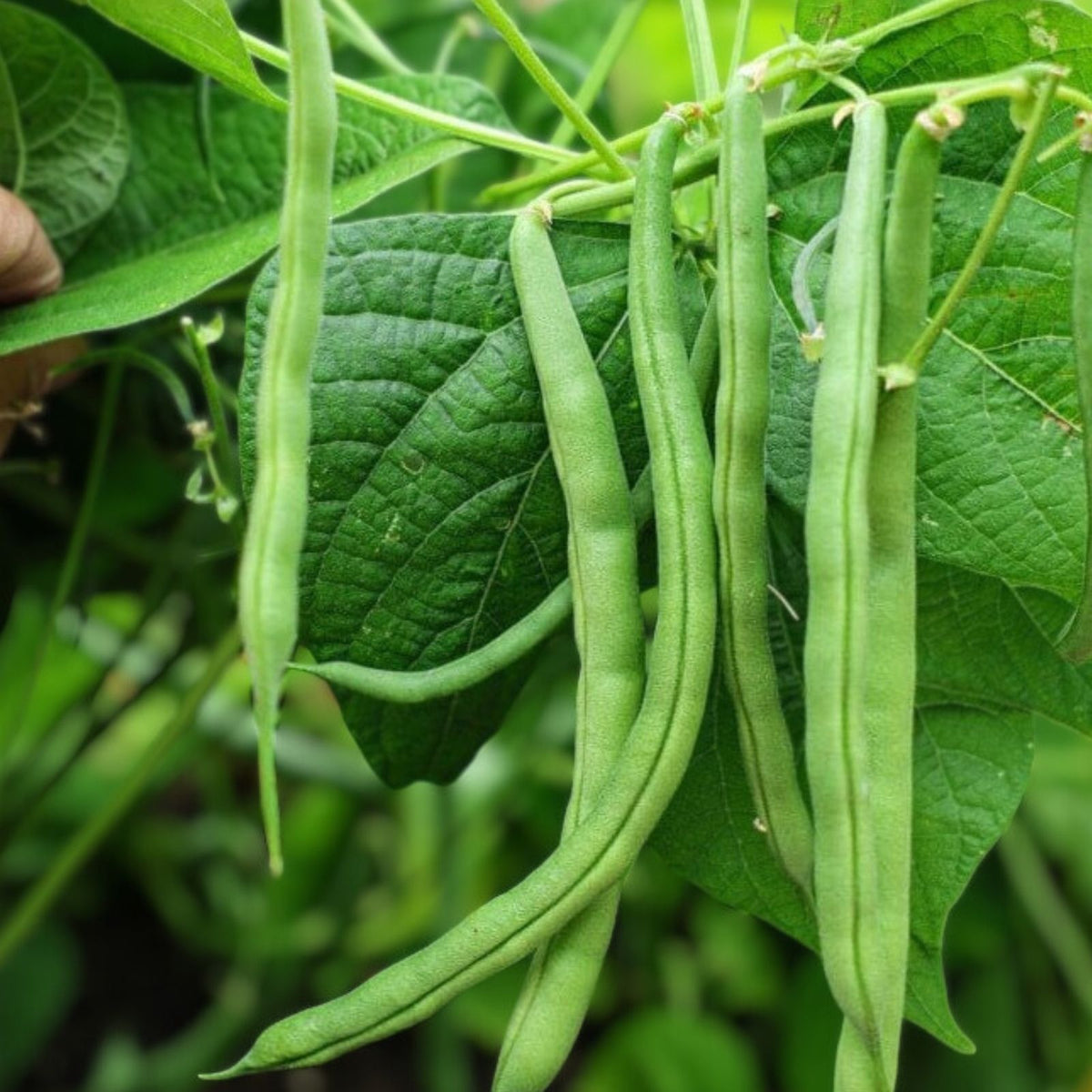 Blue Lake Bush Green Bean Seeds - Heirloom Variety - 20+ Seeds - Tasty Beans - Phaseolus vulgaris