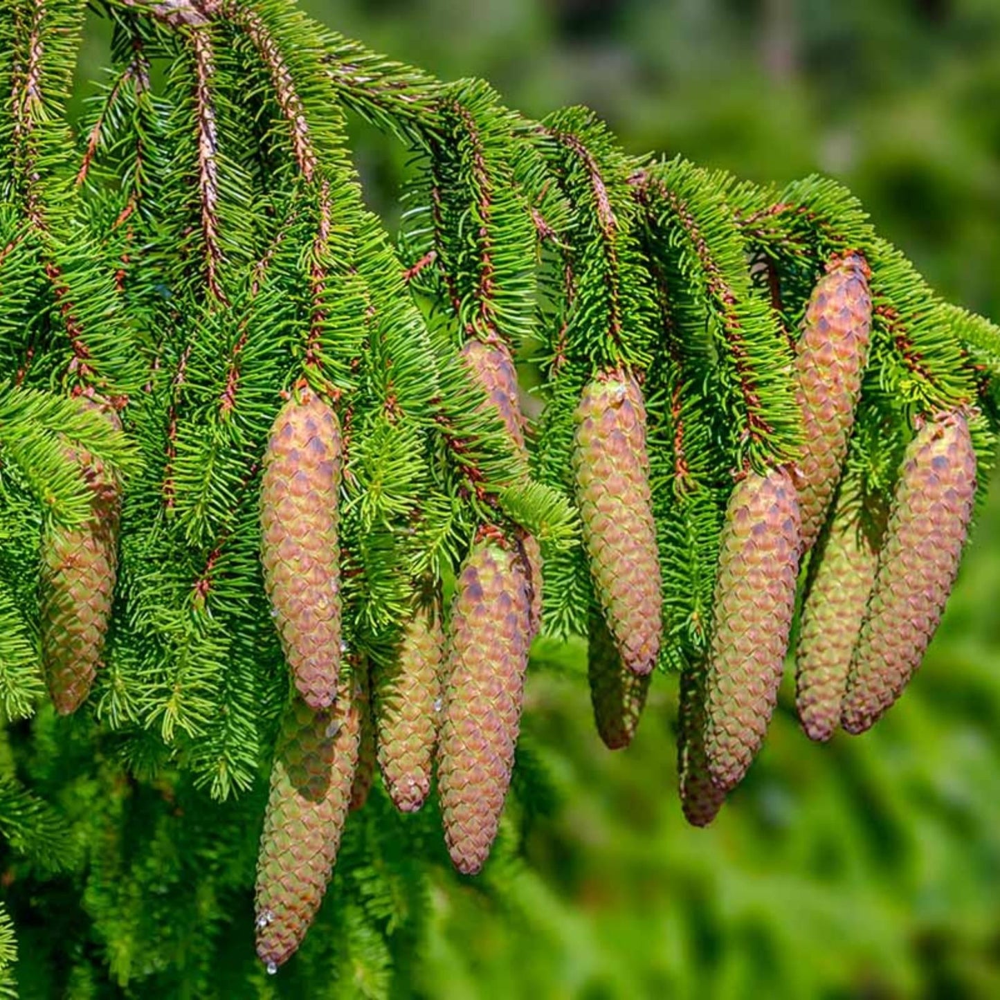 Norway Spruce Tree Seeds 50 Count - Evergreen Conifer Picea Abies for Gardening and Landscaping