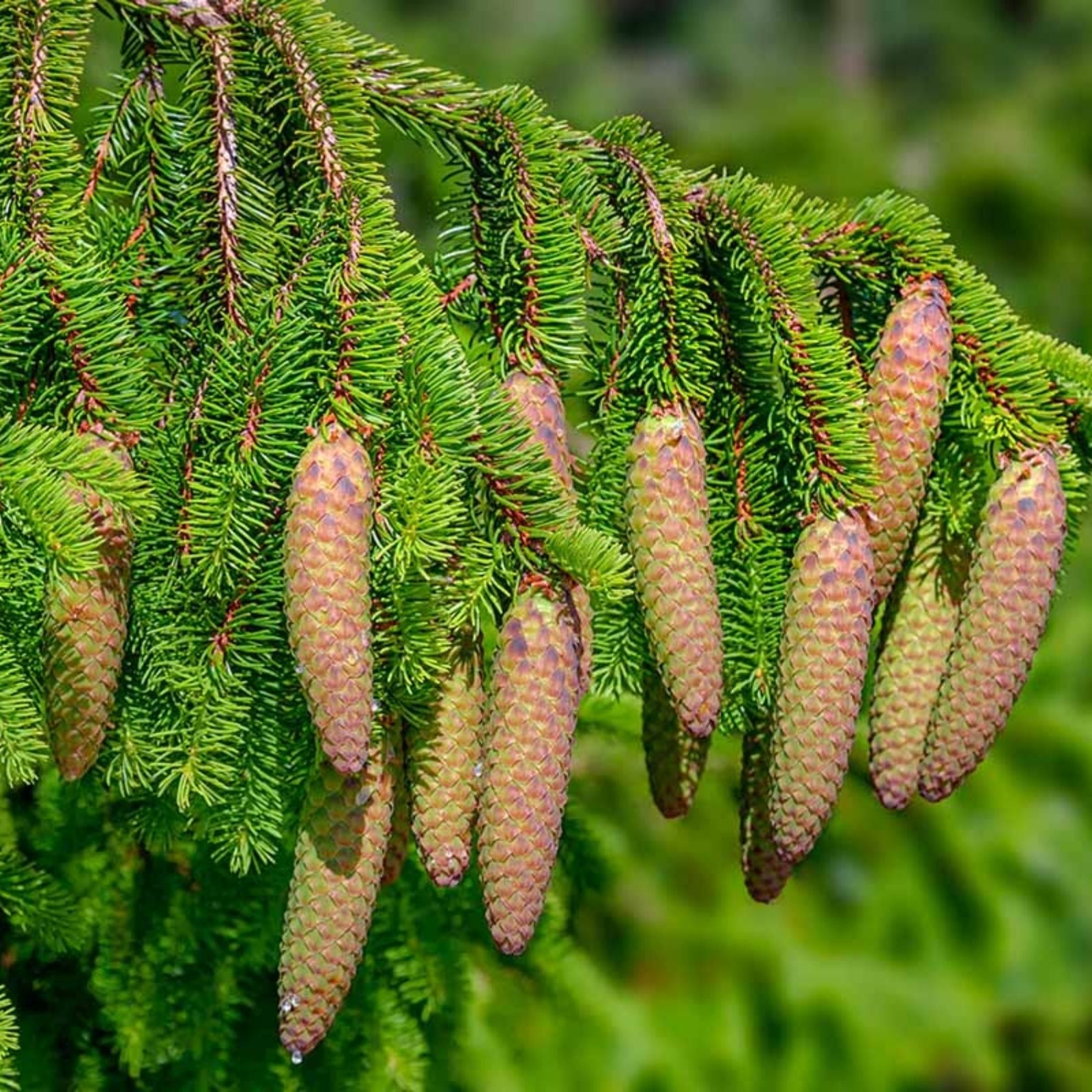 Norway Spruce Tree Seeds 50 Count - Evergreen Conifer Picea Abies for Gardening and Landscaping