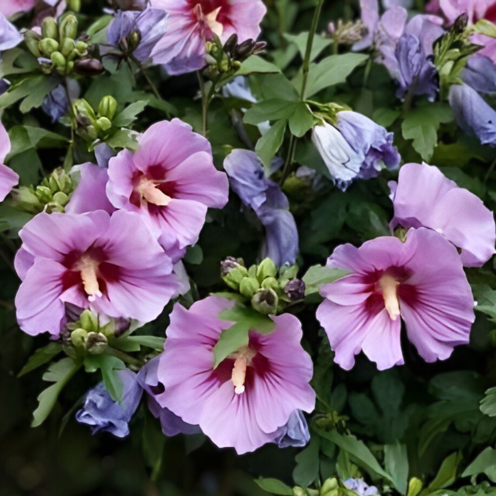 Double Purple Pink Rose of Sharon Cuttings Set of 10 | Hibiscus syriacus Flowering Shrubs for Garden and Landscaping