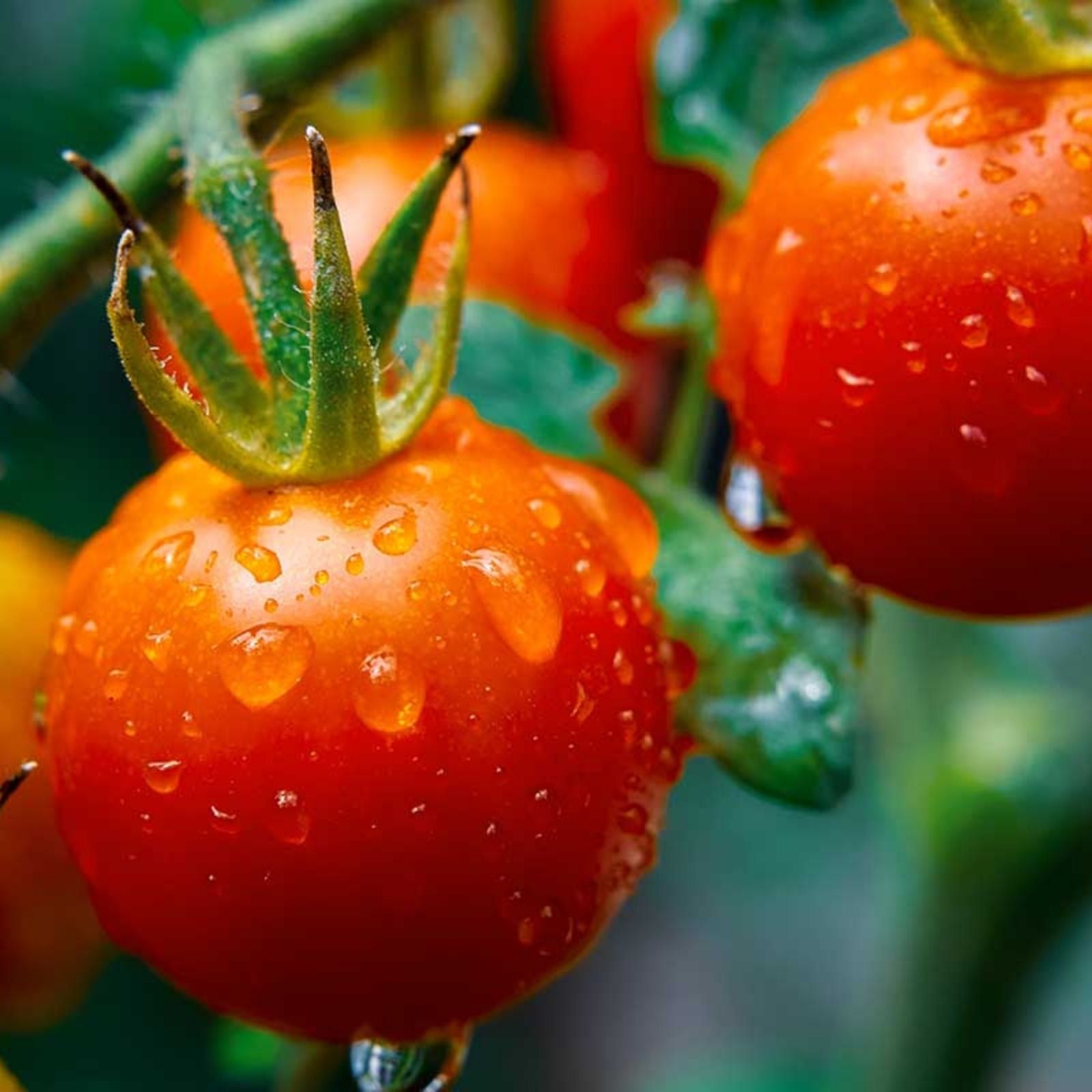 Super Sweet 100 Cherry Tomato Seeds – 100+ Heirloom Solanum lycopersicum Seeds for Planting, USA Made