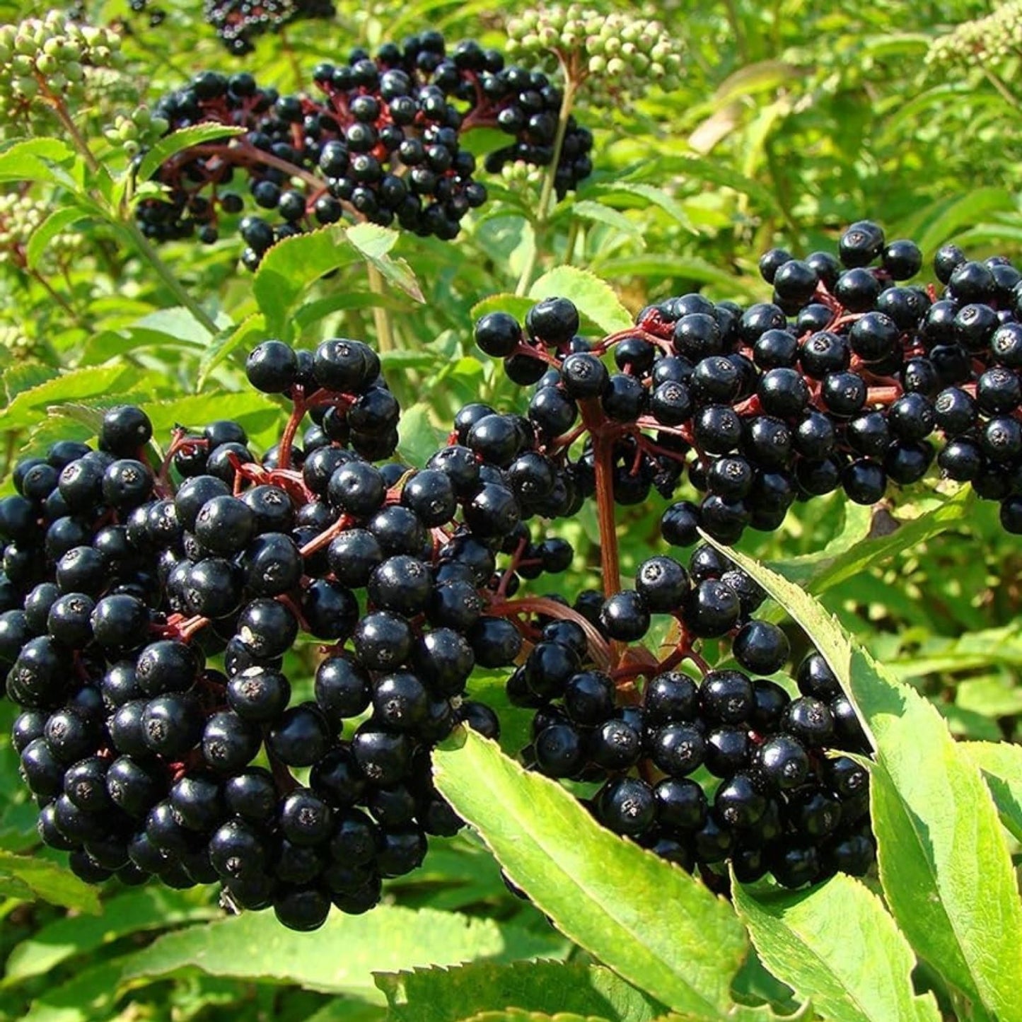 Elderberry Seeds 50 Pack Black Elderberry Sambucus nigra Organic Berry Seeds for Gardening and Herbal Use
