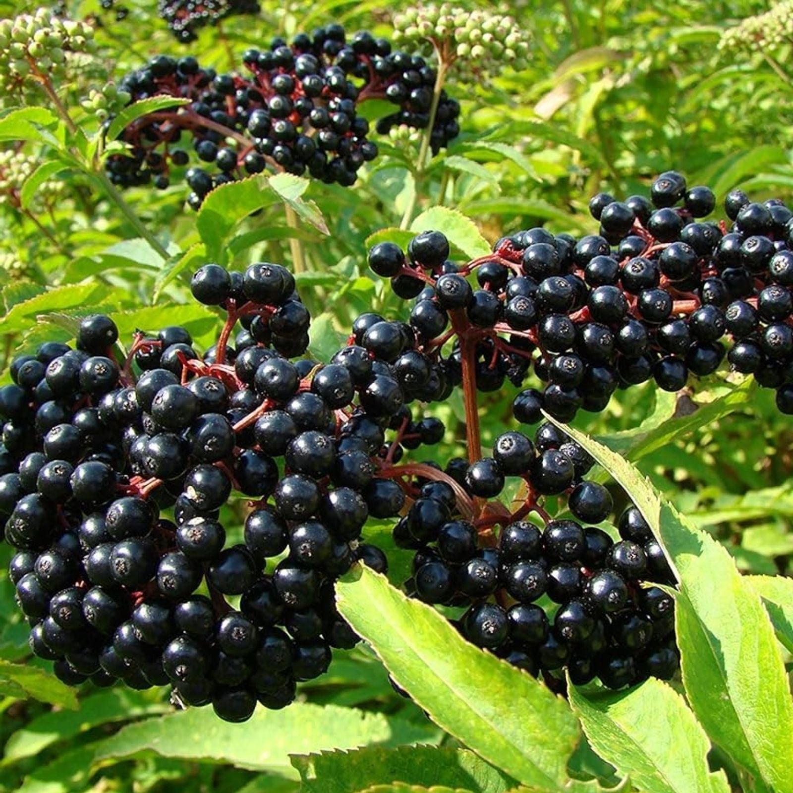 Elderberry Seeds 50 Pack Black Elderberry Sambucus nigra Organic Berry Seeds for Gardening and Herbal Use