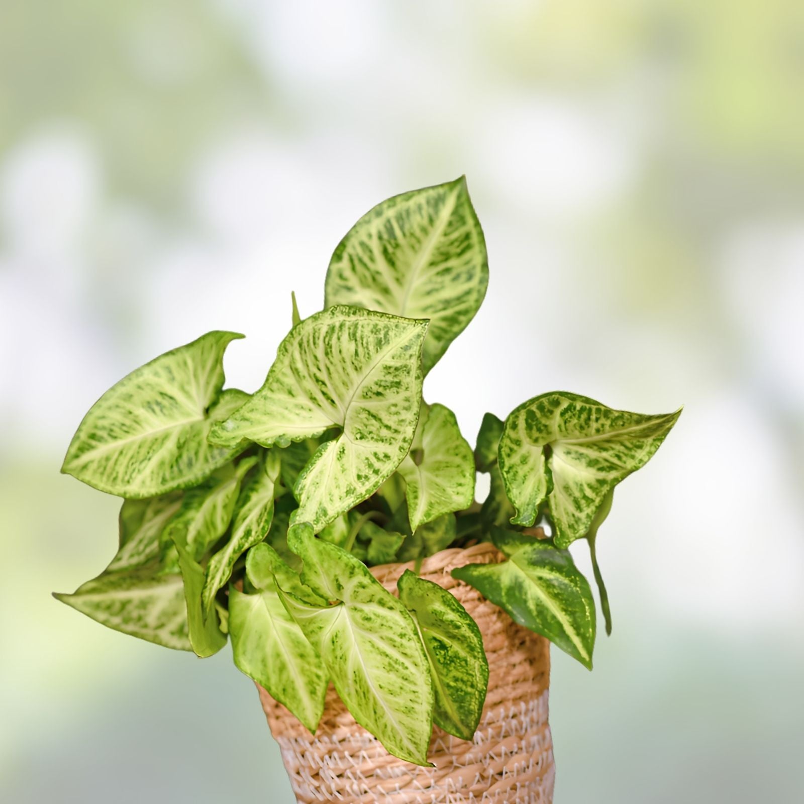 Arrowhead Vine Cuttings - 20 Rooted Plants - Syngonium Podophyllum Indoor Houseplant Decor