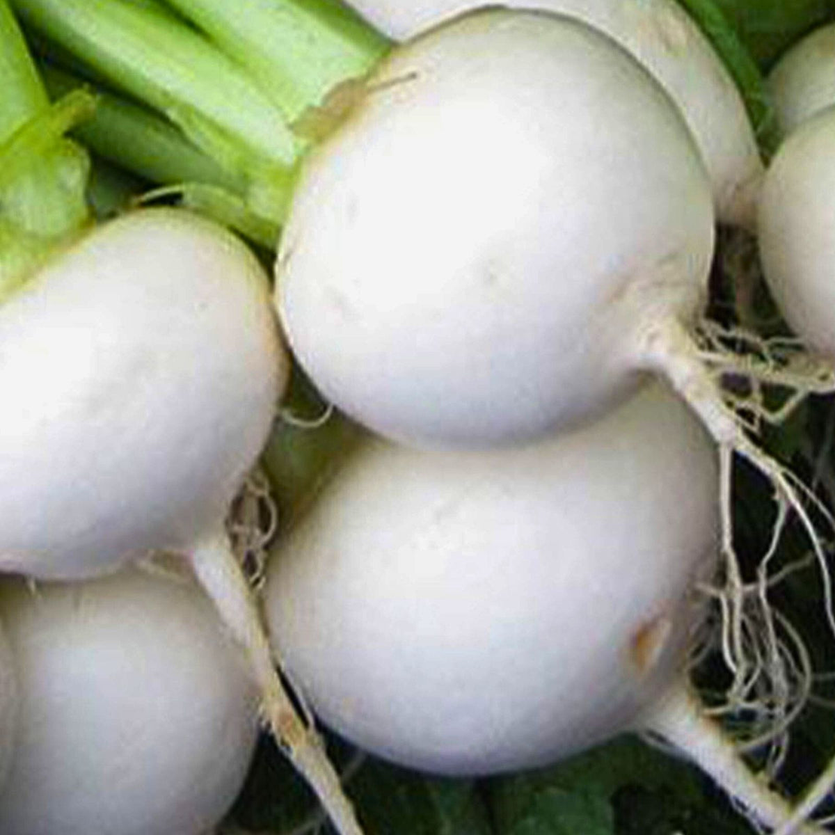 White Egg Turnip Seeds 500 Non-GMO Heirloom Vegetable Brassica rapa