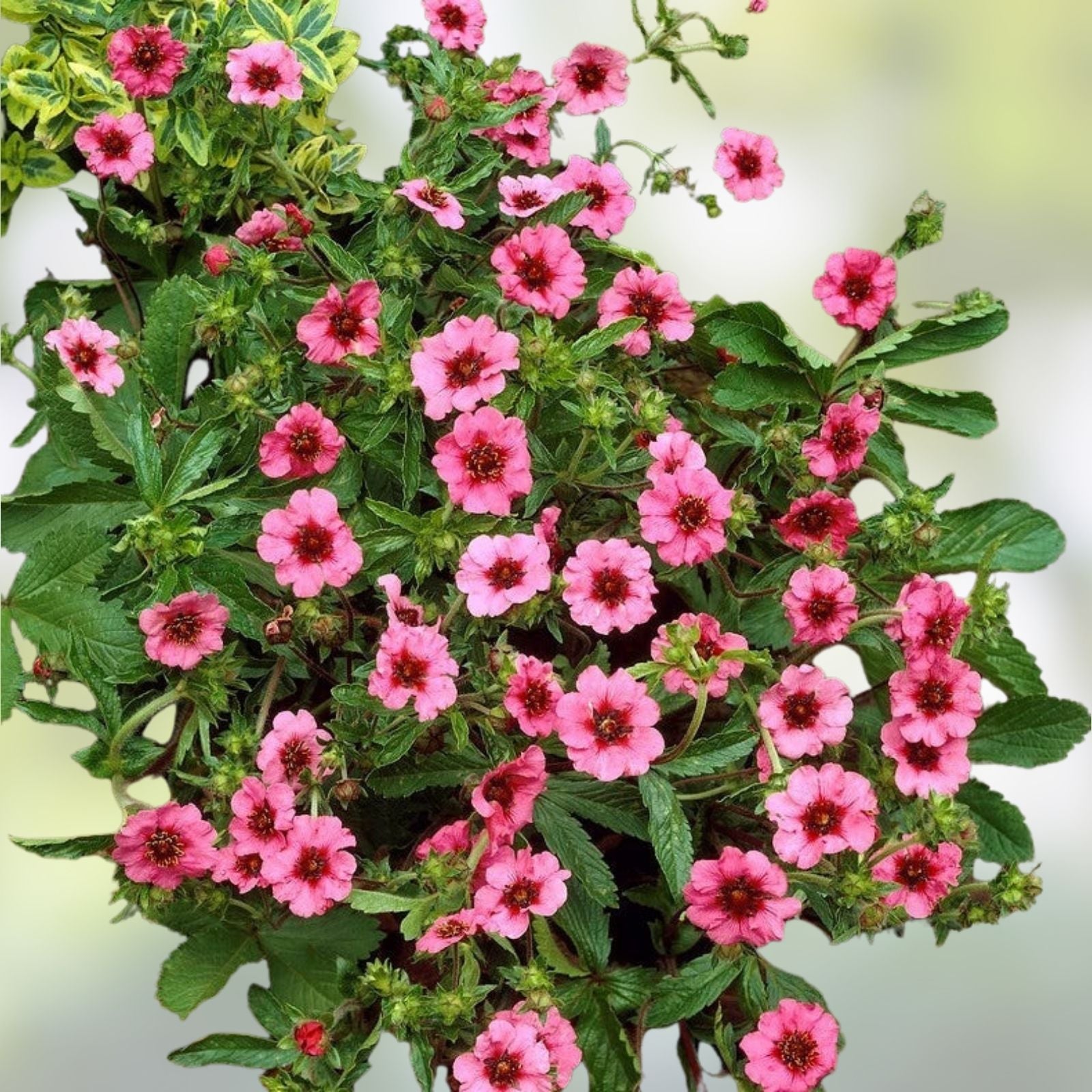 Potentilla Seeds 5000 Count Miss Wilmott Bright Pink Flowers with Red Centers Herbaceous Perennial Plant