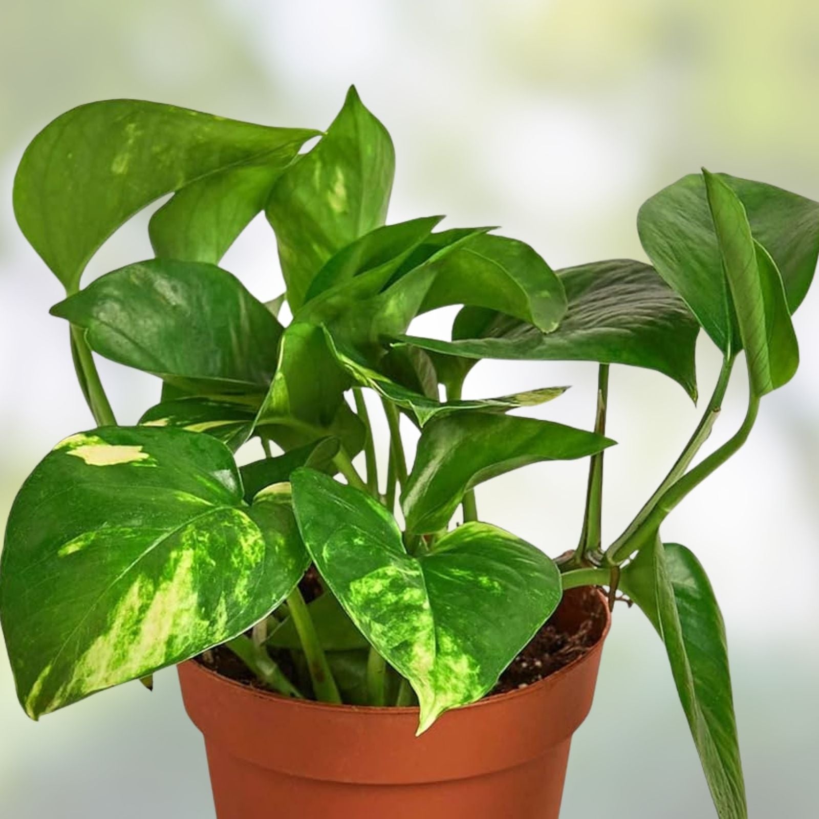 Pothos Live Plant Cuttings – 4 Rooted Pothos Epipremnum aureum Indoor/Outdoor Variety