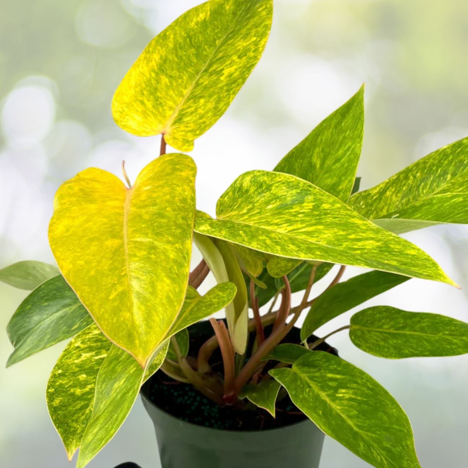 Philodendron Painted Lady 6" Pot | Variegated Green, Cream, Pink Leaves | Philodendron gloriosum