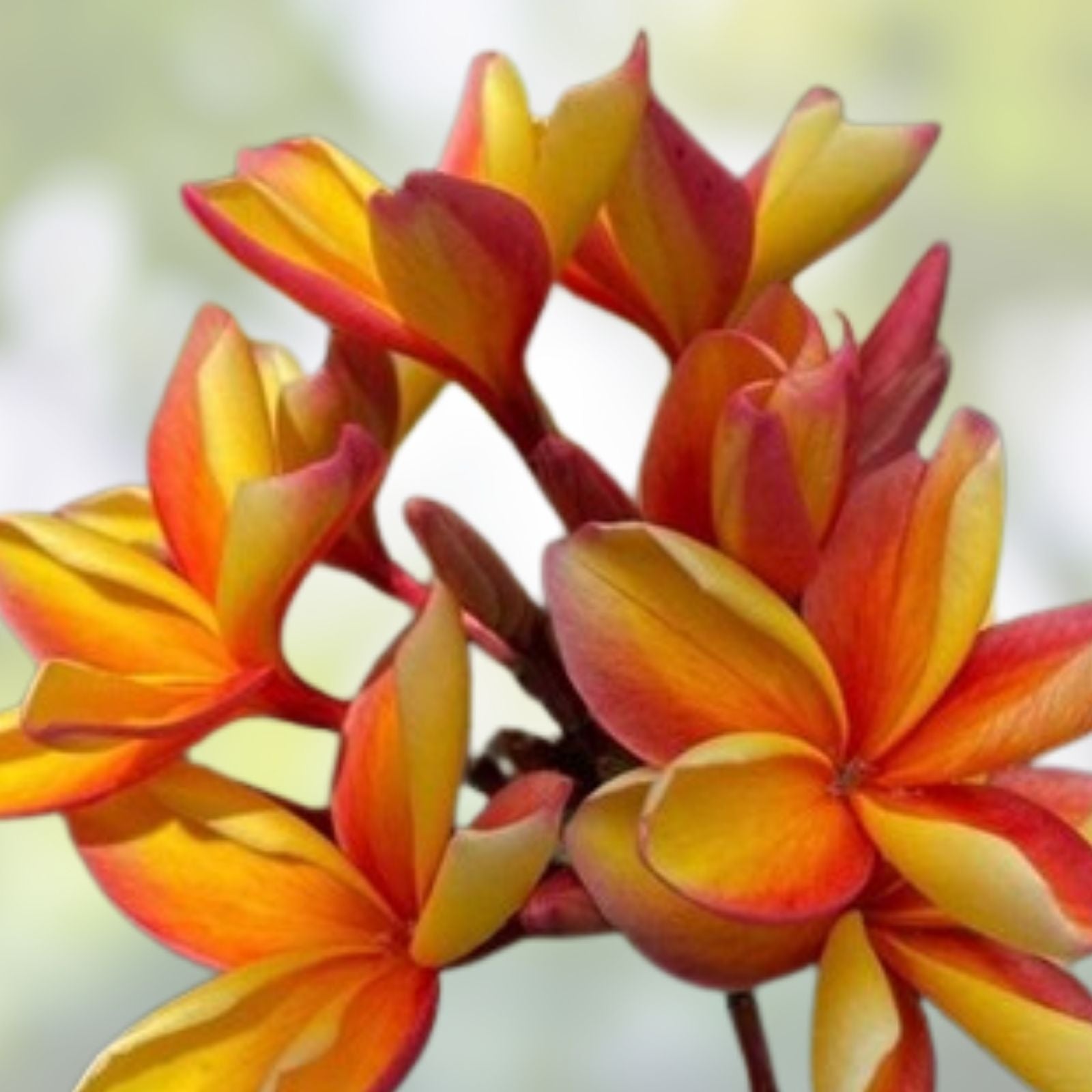 Rooted Plumeria Plant Cutting - Makaha Sunn - 10" Frangipani (Plumeria) with 2 Big Tips