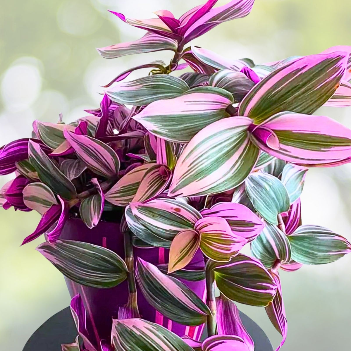 Wandering Jew Plant Cuttings 3-6" Pink Purple Stripe Tradescantia Zebrina Rare Indoor Houseplant