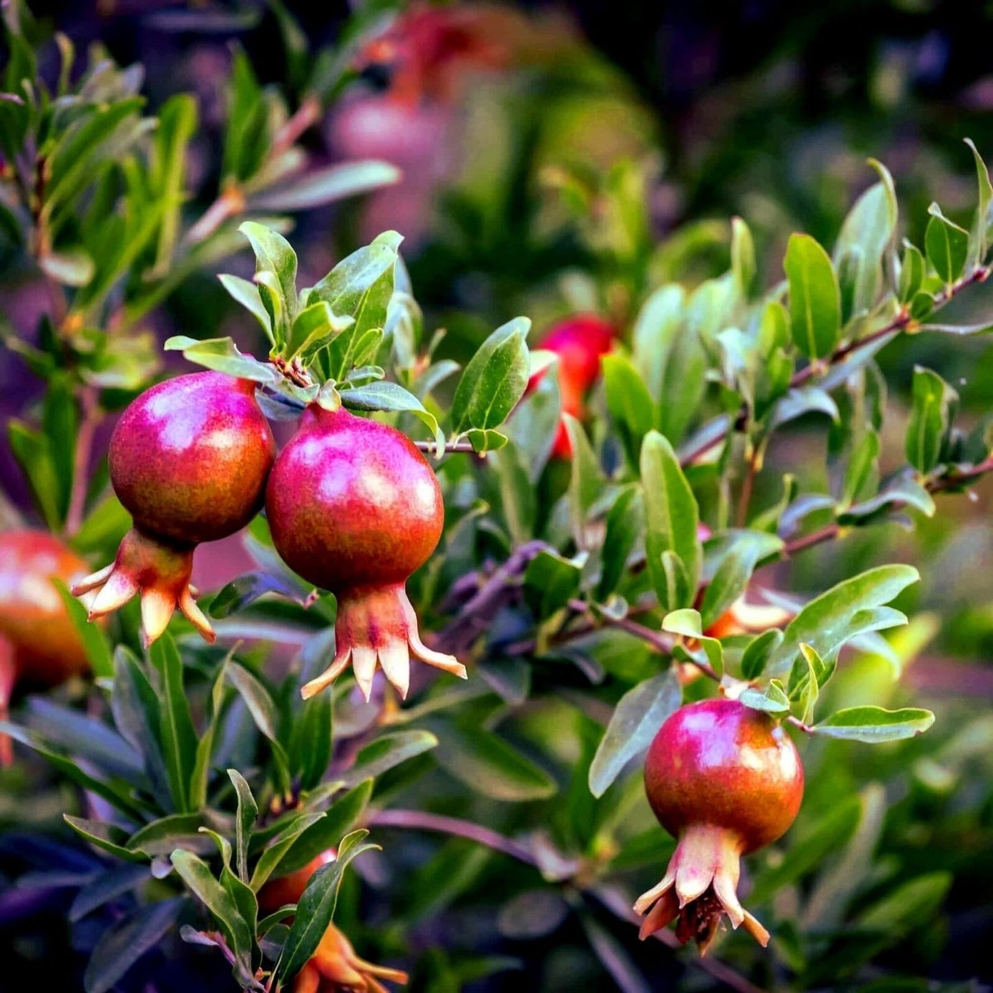 Pomegranate Tree Cuttings 6" Red Pink Multicolor Leaves Organic Punica granatum Perennial Fast Growing