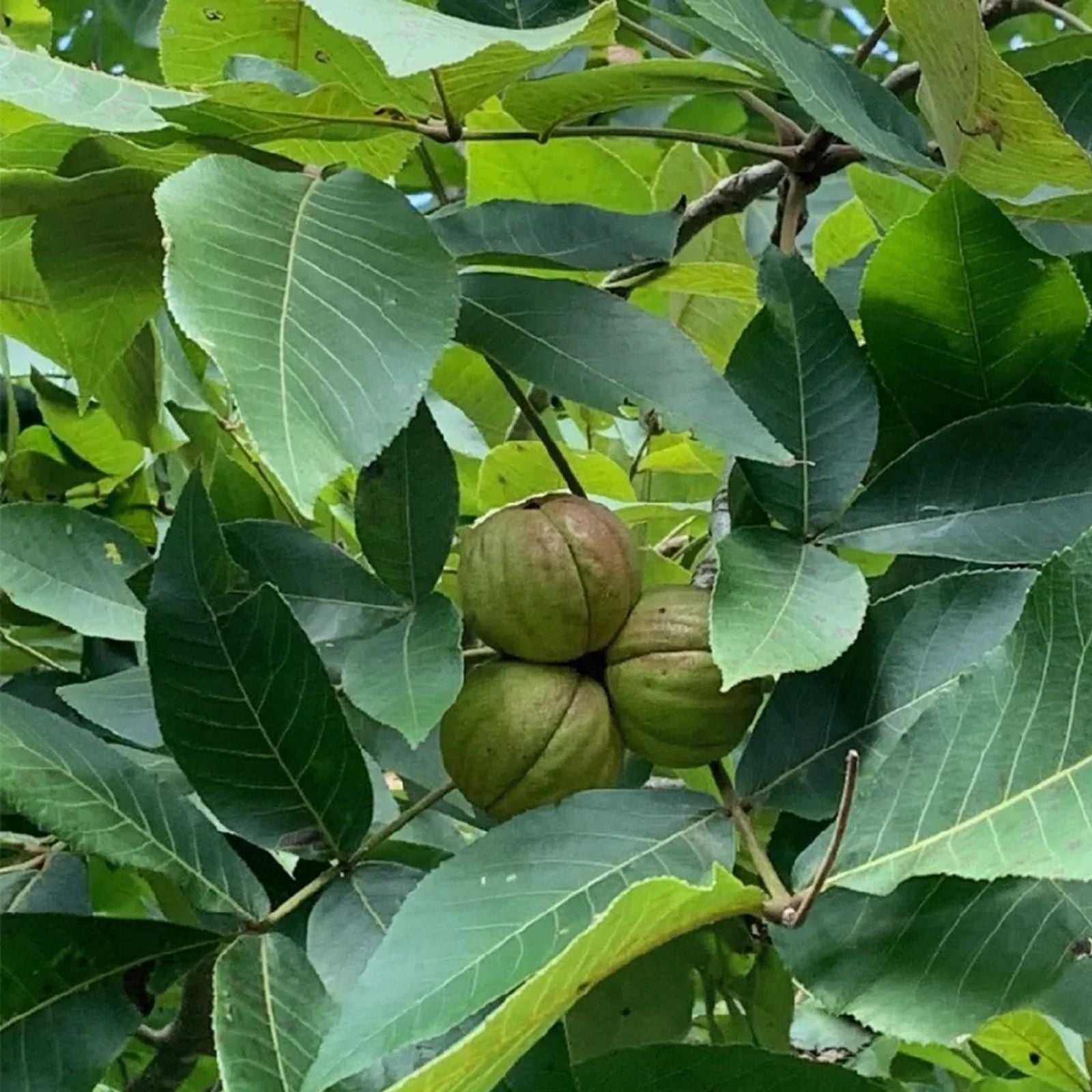 Shellbark Hickory Tree Seedlings 1 Gallon Pot Carya laciniosa for Landscaping and Wildlife Habitat