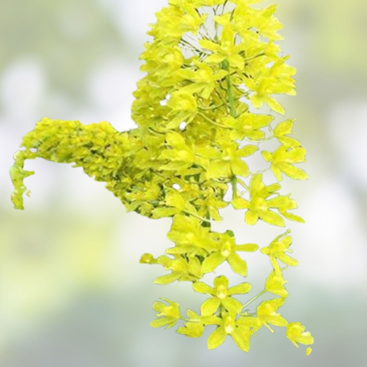 Orchid Plant Bulb – Grammatophyllum scriptum Citrinum Lemon Green Fragrant Flowering Orchid