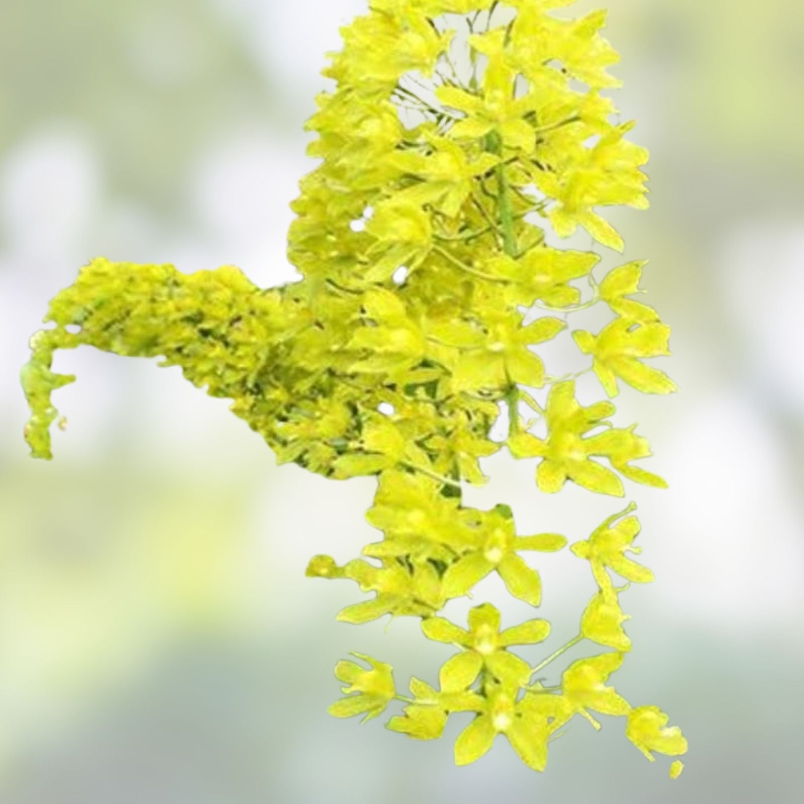Orchid Plant Bulb – Grammatophyllum scriptum Citrinum Lemon Green Fragrant Flowering Orchid