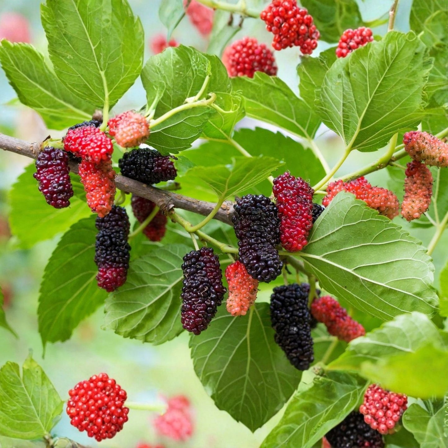 10x White Mulberry Cuttings | Organic Fresh Rooting & Grafting | Morus alba | Fruit Tree Propagation Supplies