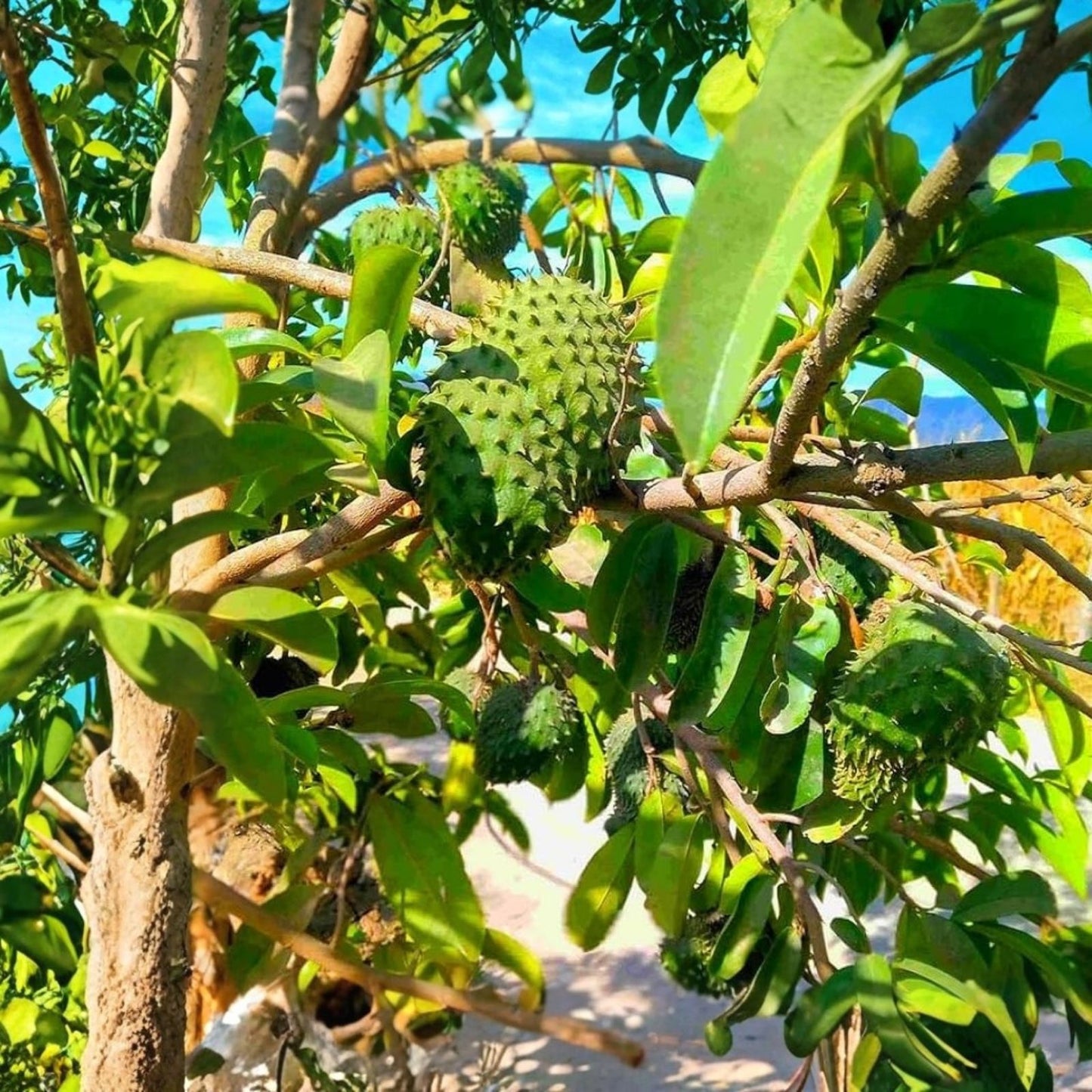 Soursop Tree in 5" Pot, Tropical Fruit Plant, Annona muricata, Guanábana, Edible Fruit Tree, Exotic Fruit Plant