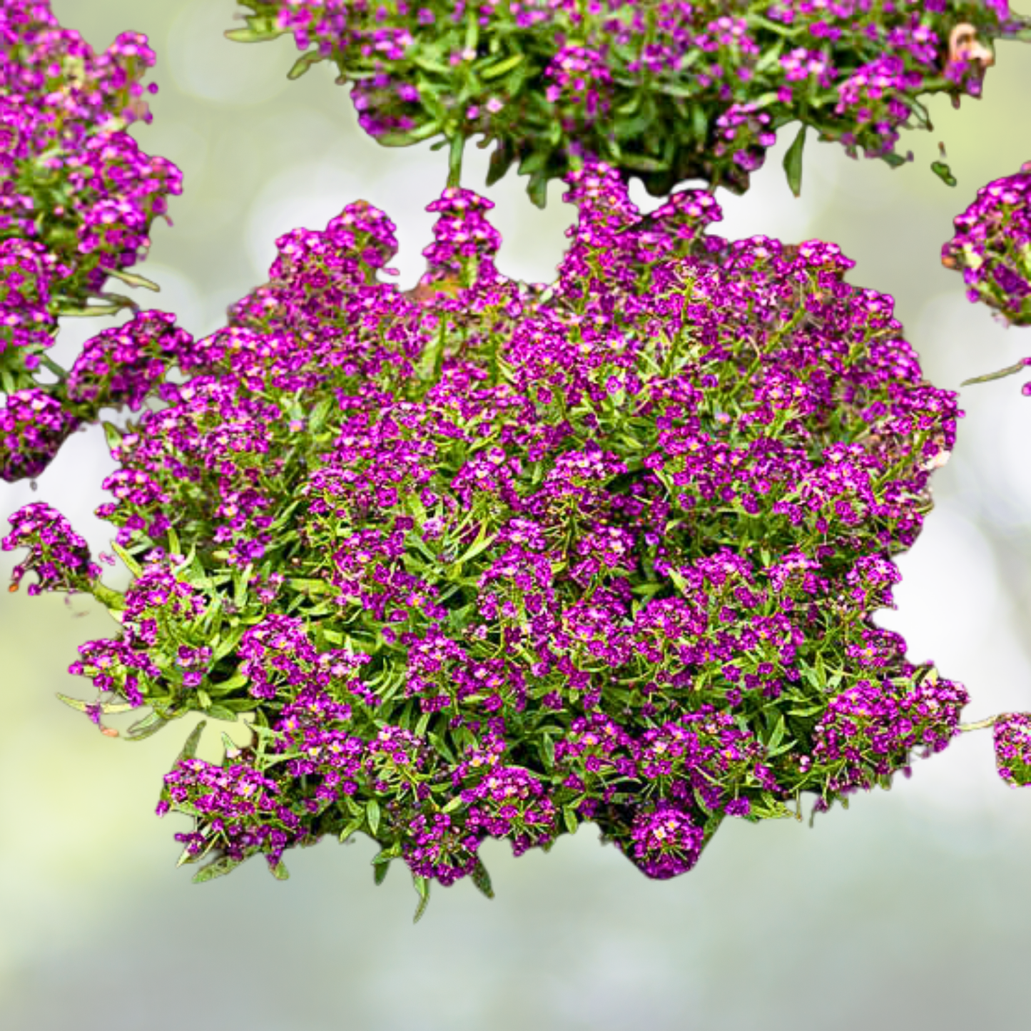 Alyssum Seeds - 500 Non-GMO Dark Purple Groundcover - Fragrant Bees Attracting Flower (Alyssum orientale)