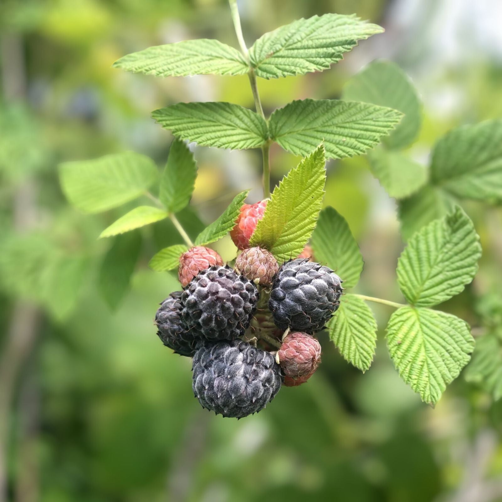 Black Raspberry Plants - Bare Root Starter - Mysore - Rubus Niveus - Edible Fruit - USDA Zones 9-11 - 10 Pack