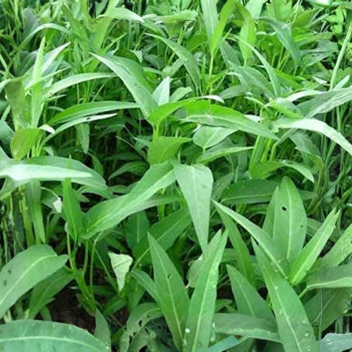 Water Spinach Seeds - 50 Pack - Ong Choy - Ipomoea aquatica - Edible Asian Green, Fresh Vegetable Seeds