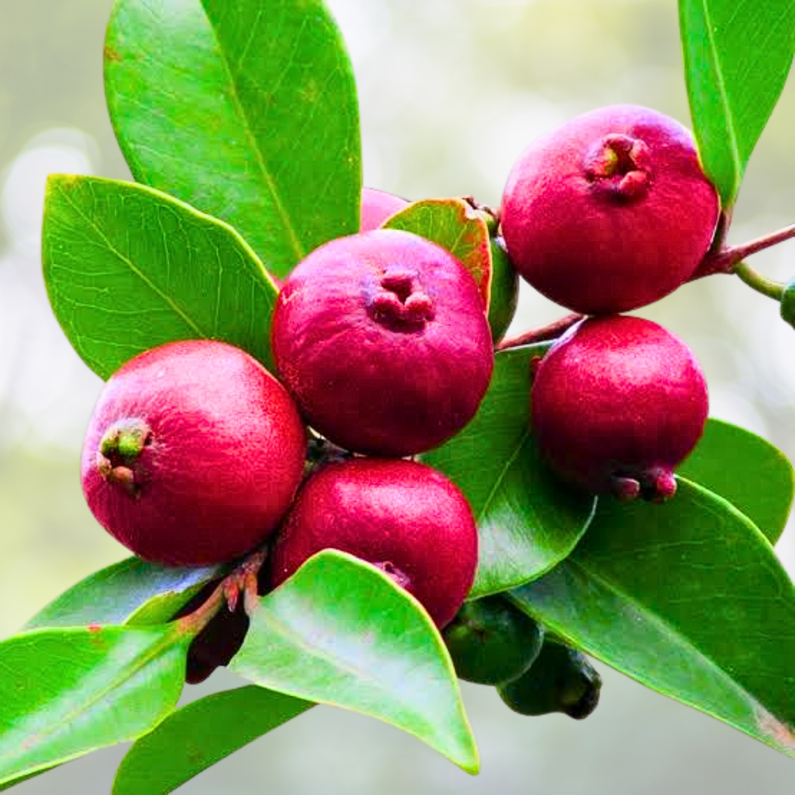 50pcs Organic Pink Guava Seeds - Tropical Strawberry Guava - Exotic Flavors - Psidium guajava