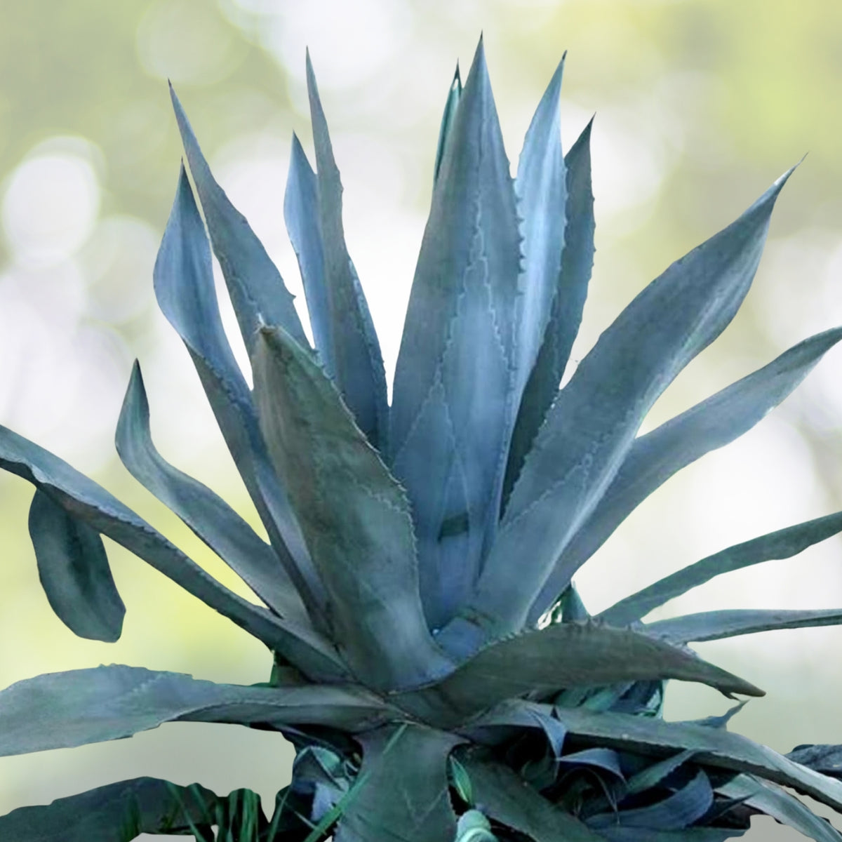 Blue Agave Live Plant Pups - Tequila Agave Azul - Agave Americana - Drought Tolerant Indoor/Outdoor Succulent - 2-3 Inch