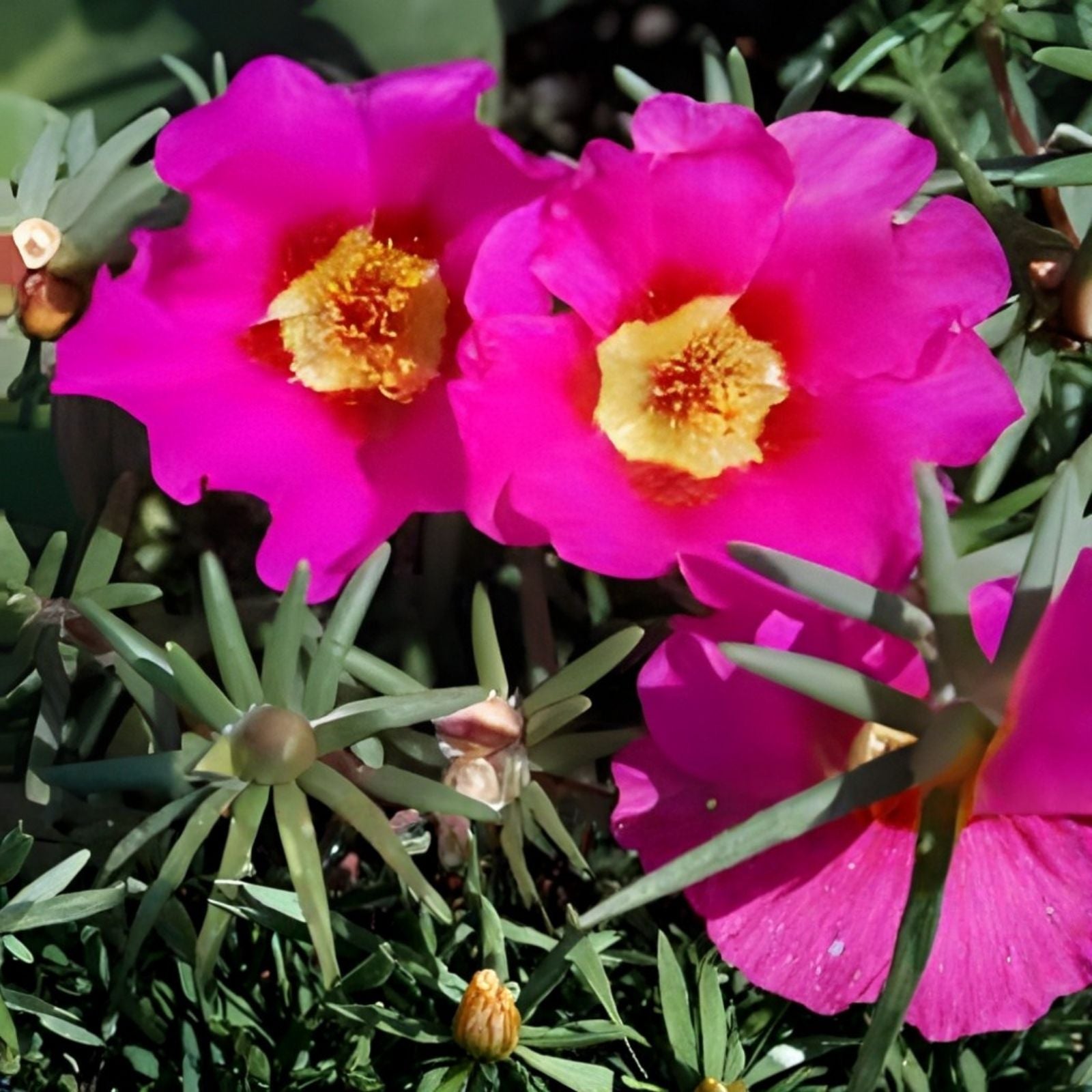 Moss Rose Cuttings 10 Unrooted Royal Pink Portulaca Grandiflora Succulent Plant Propagation