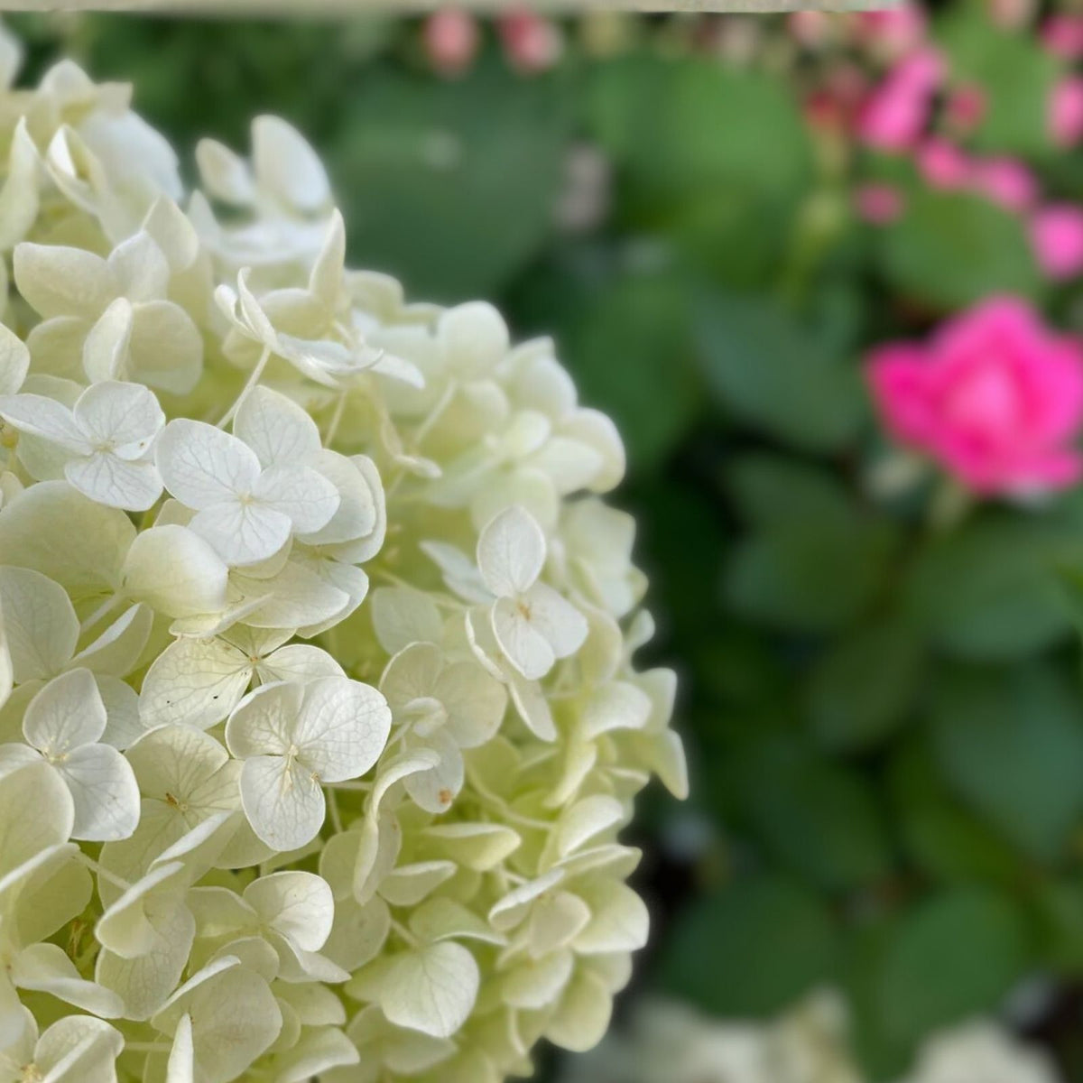 Hydrangea Seeds 85 or 250 Count Non-GMO Bloomwonder Variety for Gardens Landscaping Hydrangea macrophylla