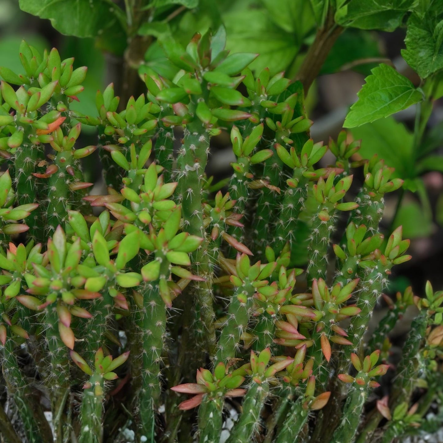 Pereskiopsis spathulata Grafting Stock Cactus Cutting - 1 Leaf Succulent for Cacti Grafting and Propagation