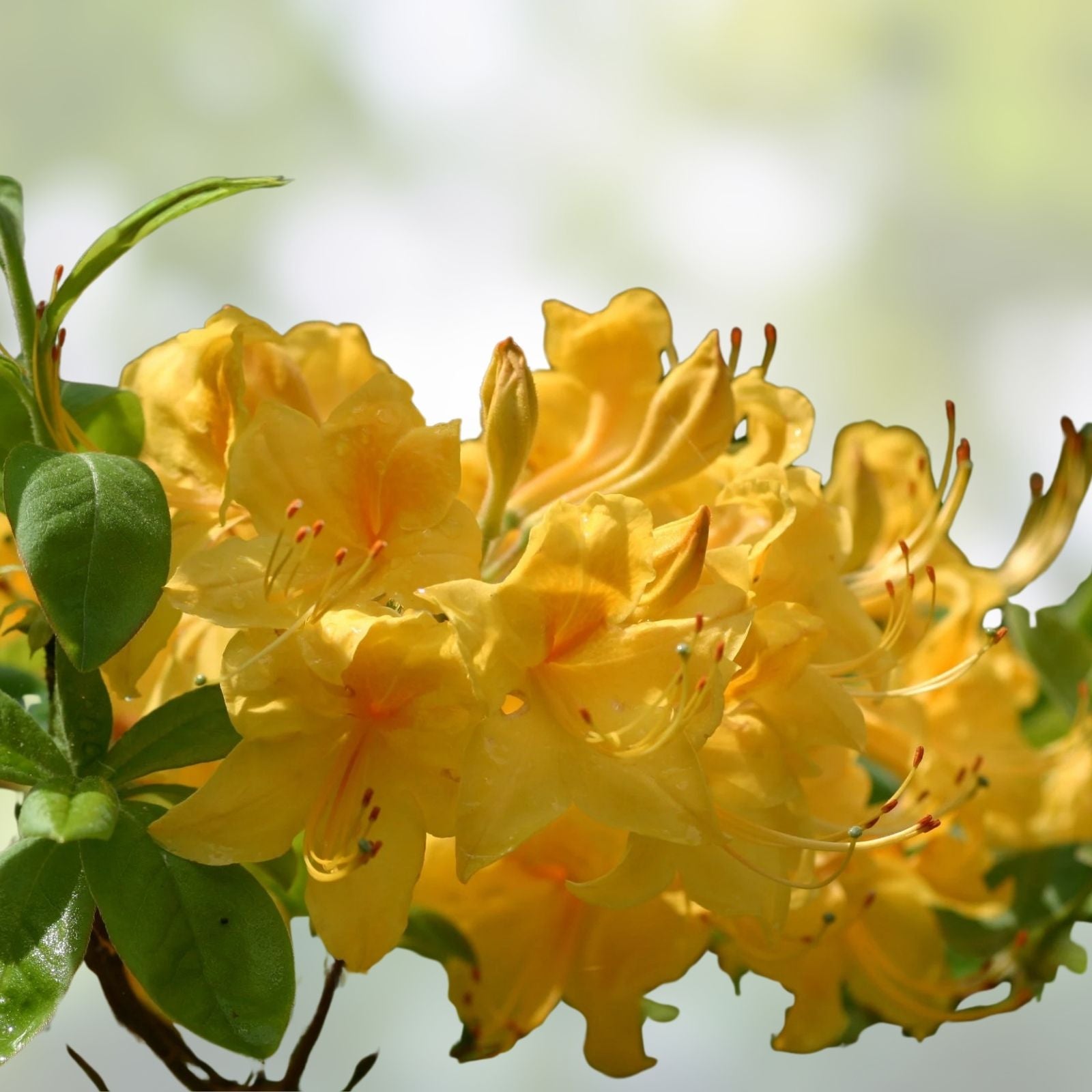 Aromi Azalea Starter Plant - Mauve Gold Variety, Rhododendron Deciduous, Garden Flower, Shrub, Ornamental Plant