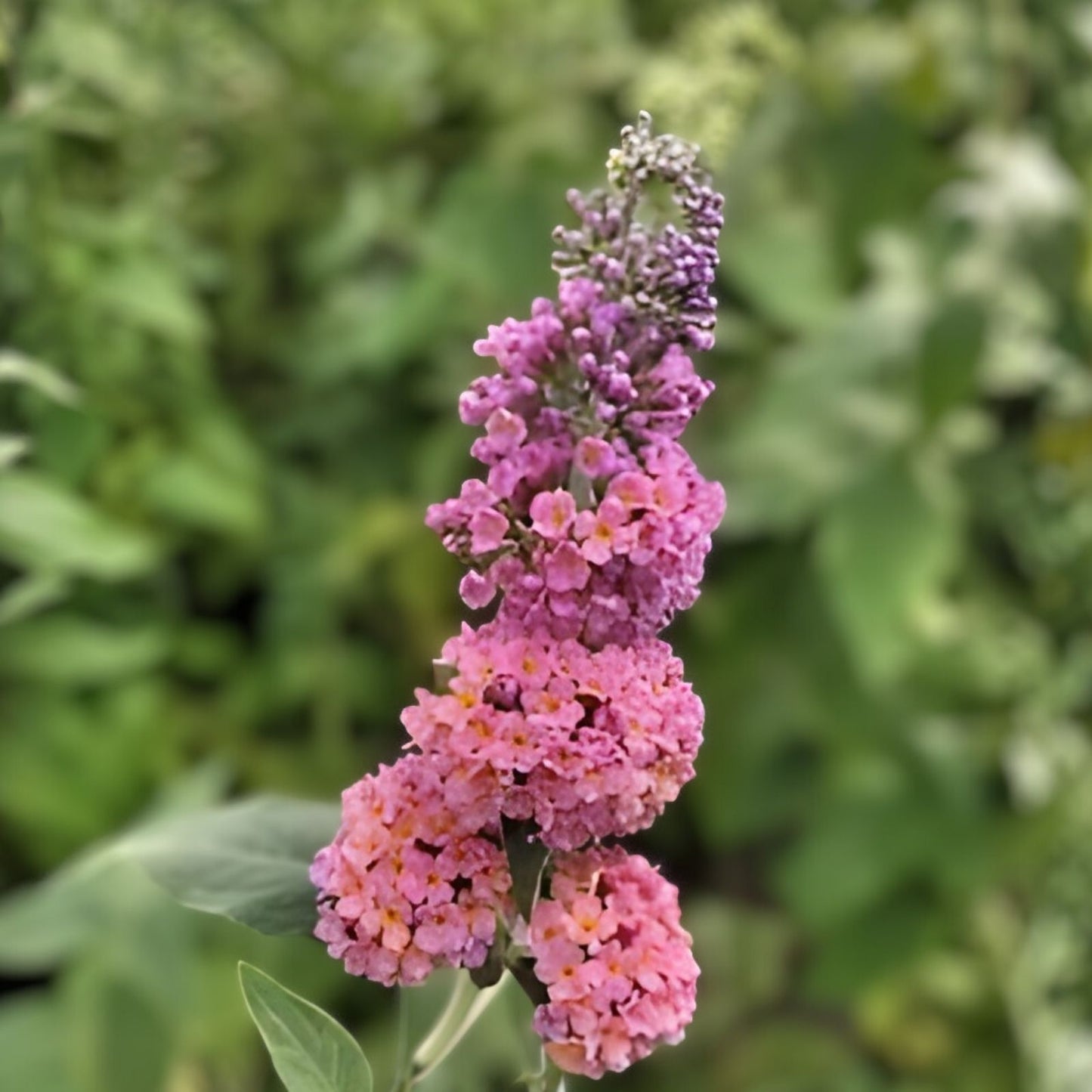 Bicolor Butterfly Bush Live Plant 6+ Inches Buddleia x weyeriana 'Bicolor' Fragrant Yellow Lavender Blooms