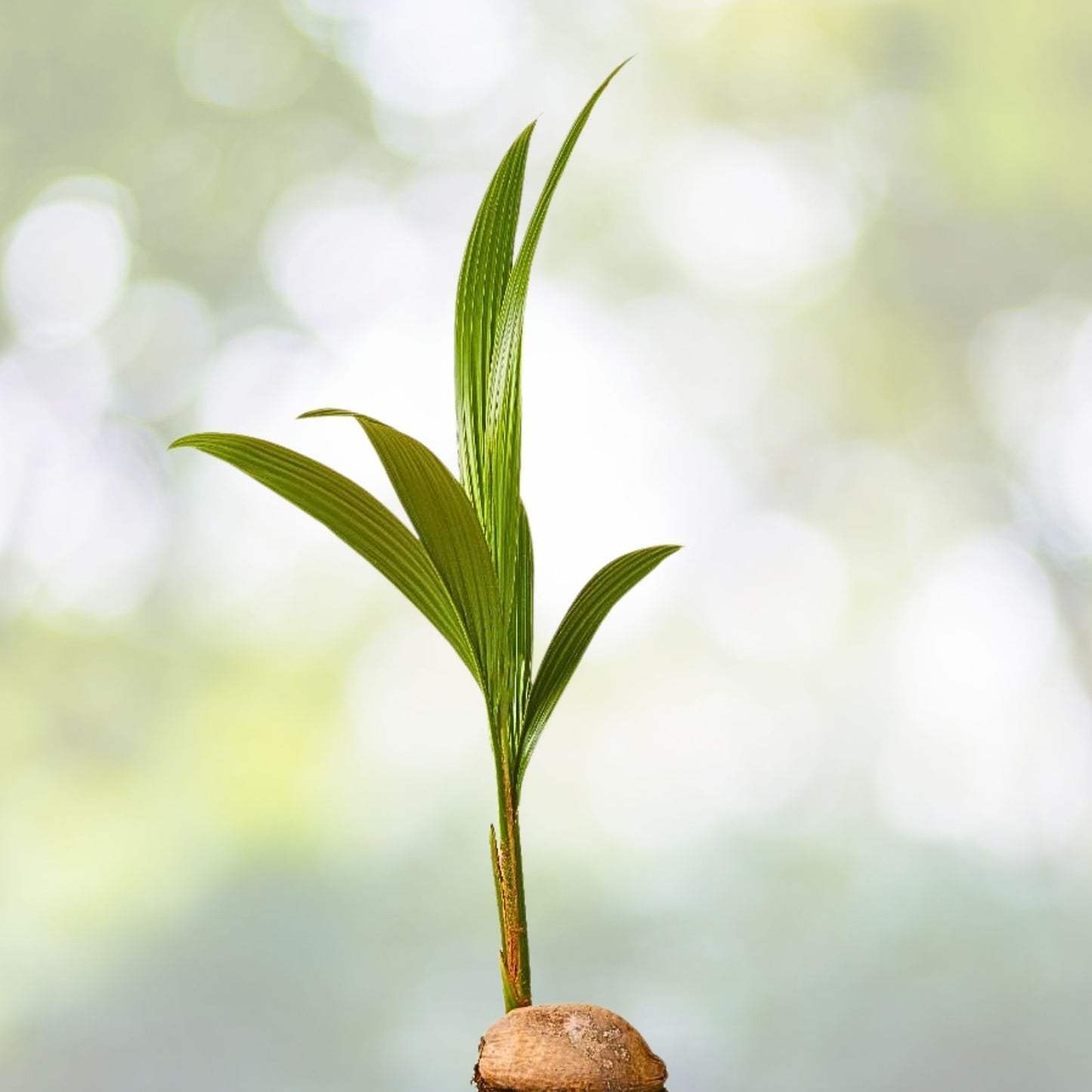 Coconut Palm Tree Seeds - 2 Fresh Live Coconuts for Sprouting - Cocos nucifera