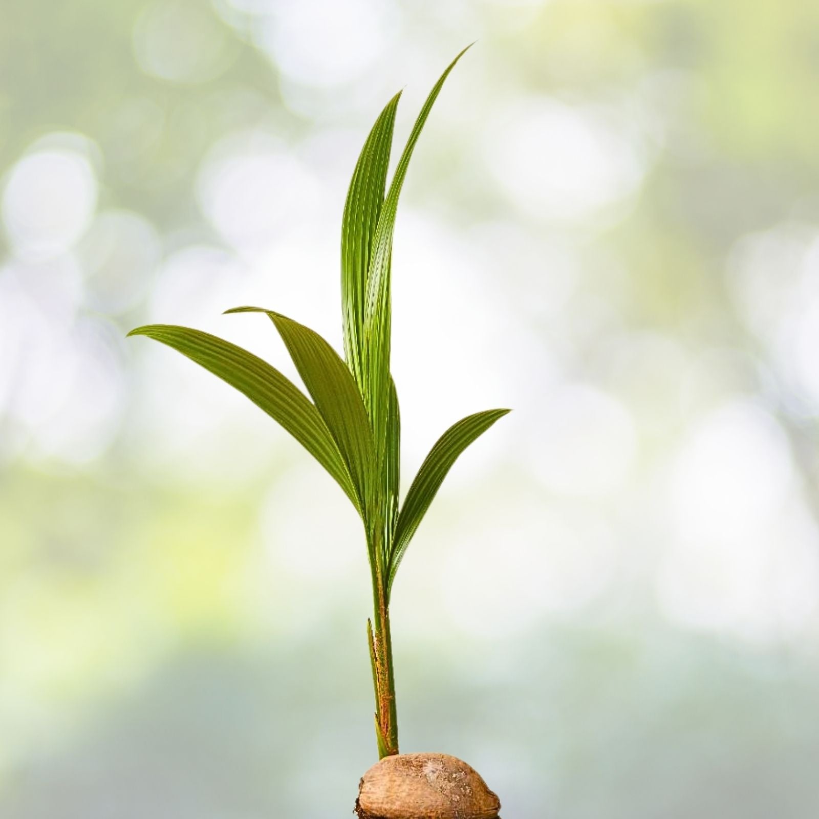 Coconut Palm Tree Seeds - 2 Fresh Live Coconuts for Sprouting - Cocos nucifera