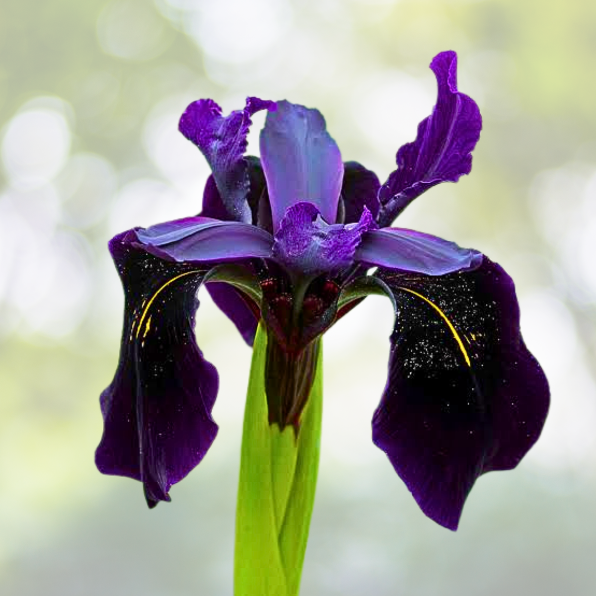 30pcs Siberian Iris Seeds Black Flowered Variety - Iris sibirica, Velvety Almost Black Blooms for Garden Planting