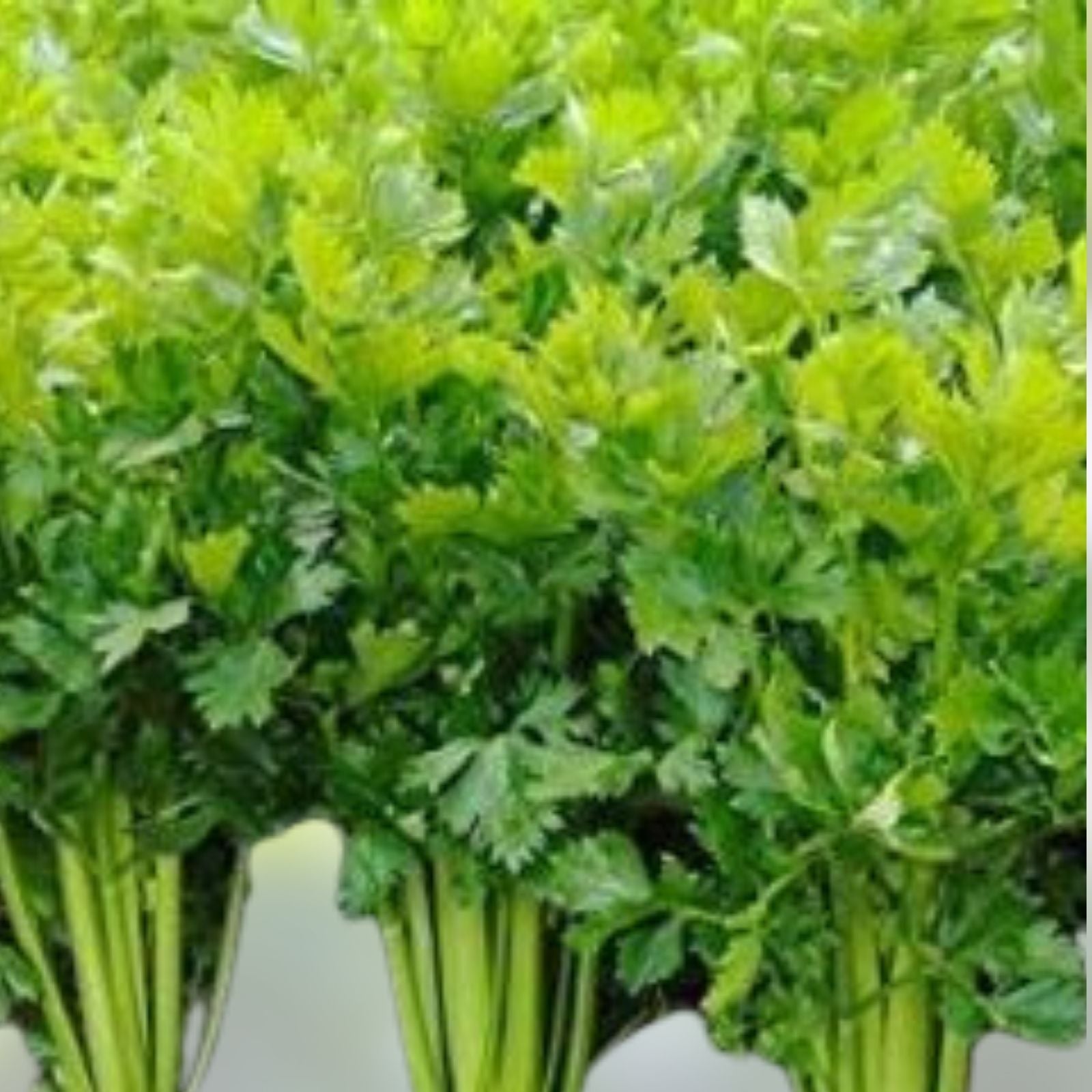 Celery Seeds 100 Pack - Tendercrisp Heirloom Non-GMO Organic Gardening Apium graveolens