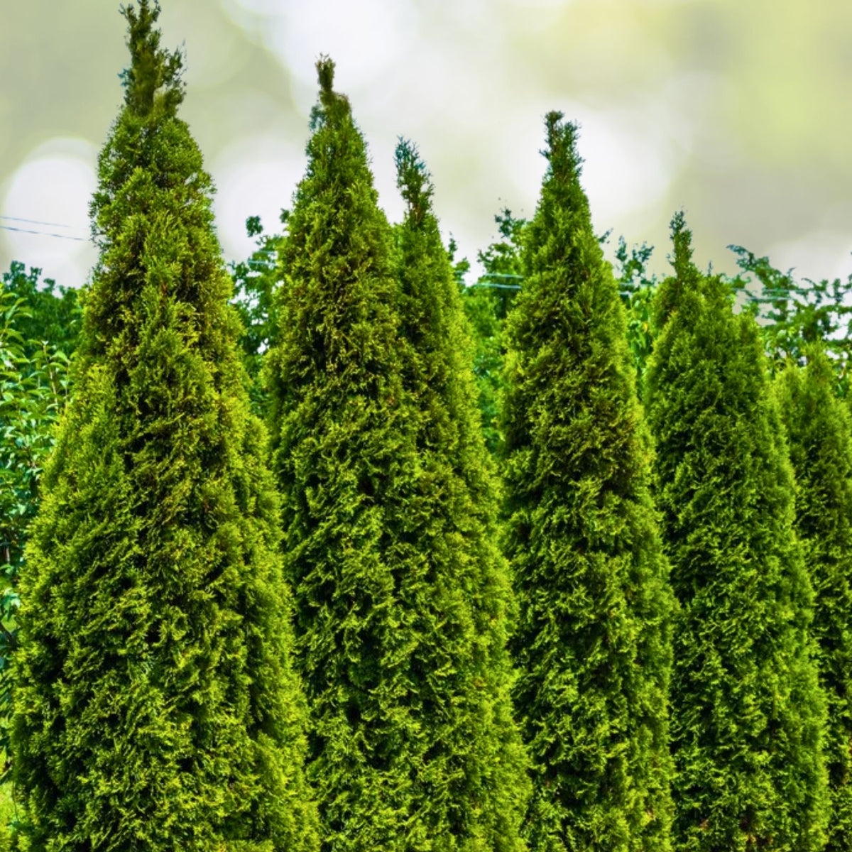 Emerald Green Arborvitae Trees - 3 Starter Plants for Privacy Screen - Thuja occidentalis 'Emerald Green'