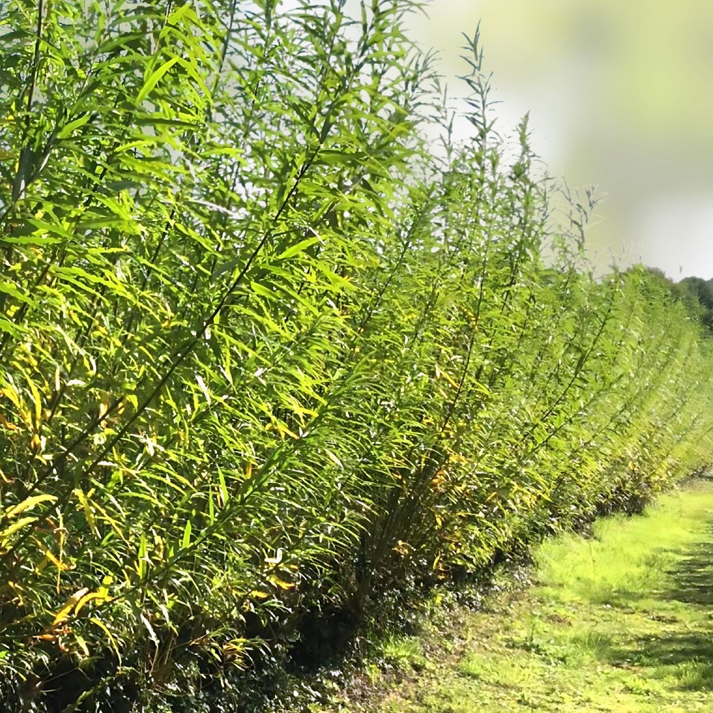 40 Hybrid Aussie Willow Tree Cuttings – Fast Growing, Hardy Salix x, Live Tree Branches for Landscaping and Gardening