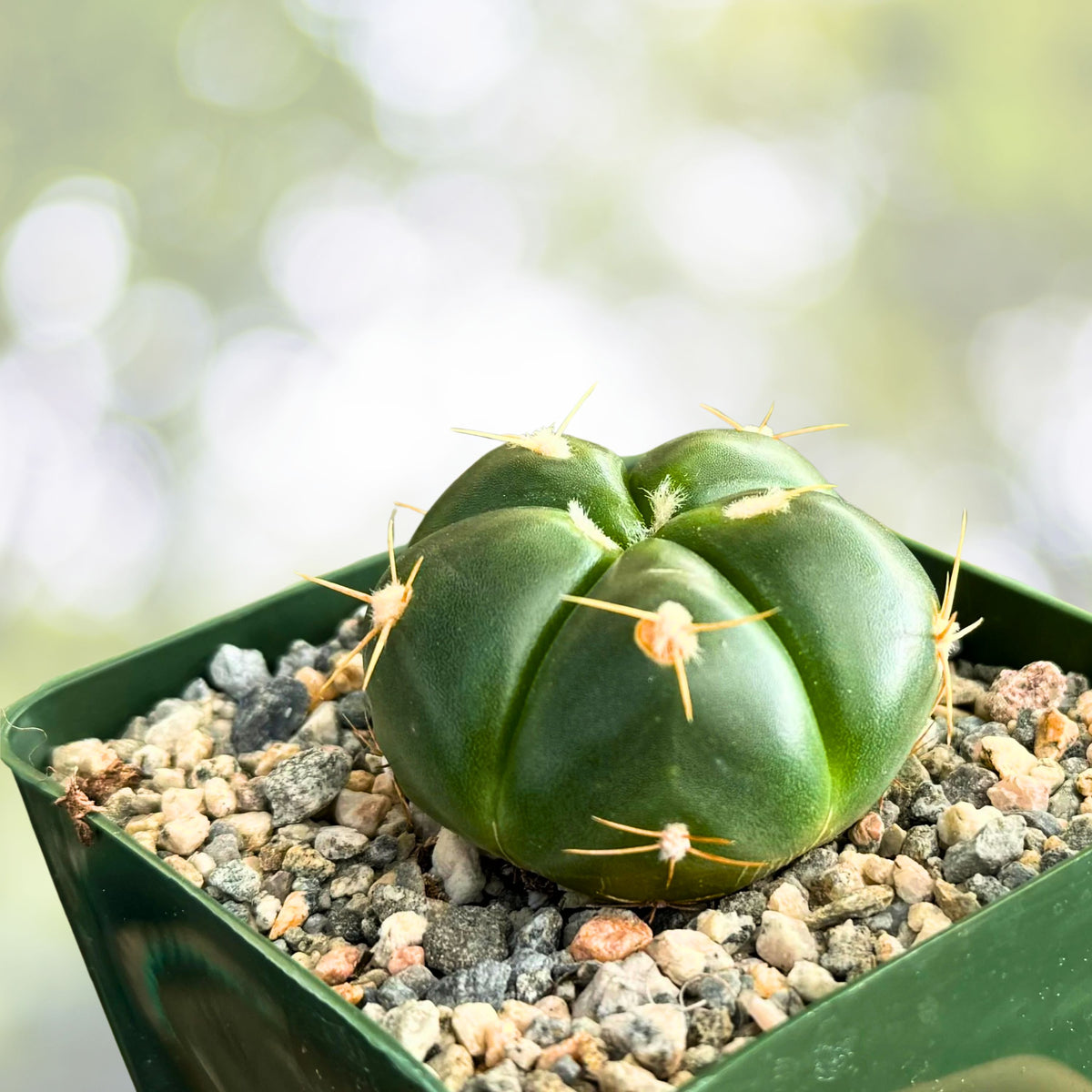 Green Tomato Cactus Plant 3" Pot | Gymnocalycium horstii | Unique Spination & Pink Flowers | Easy Care Cactus
