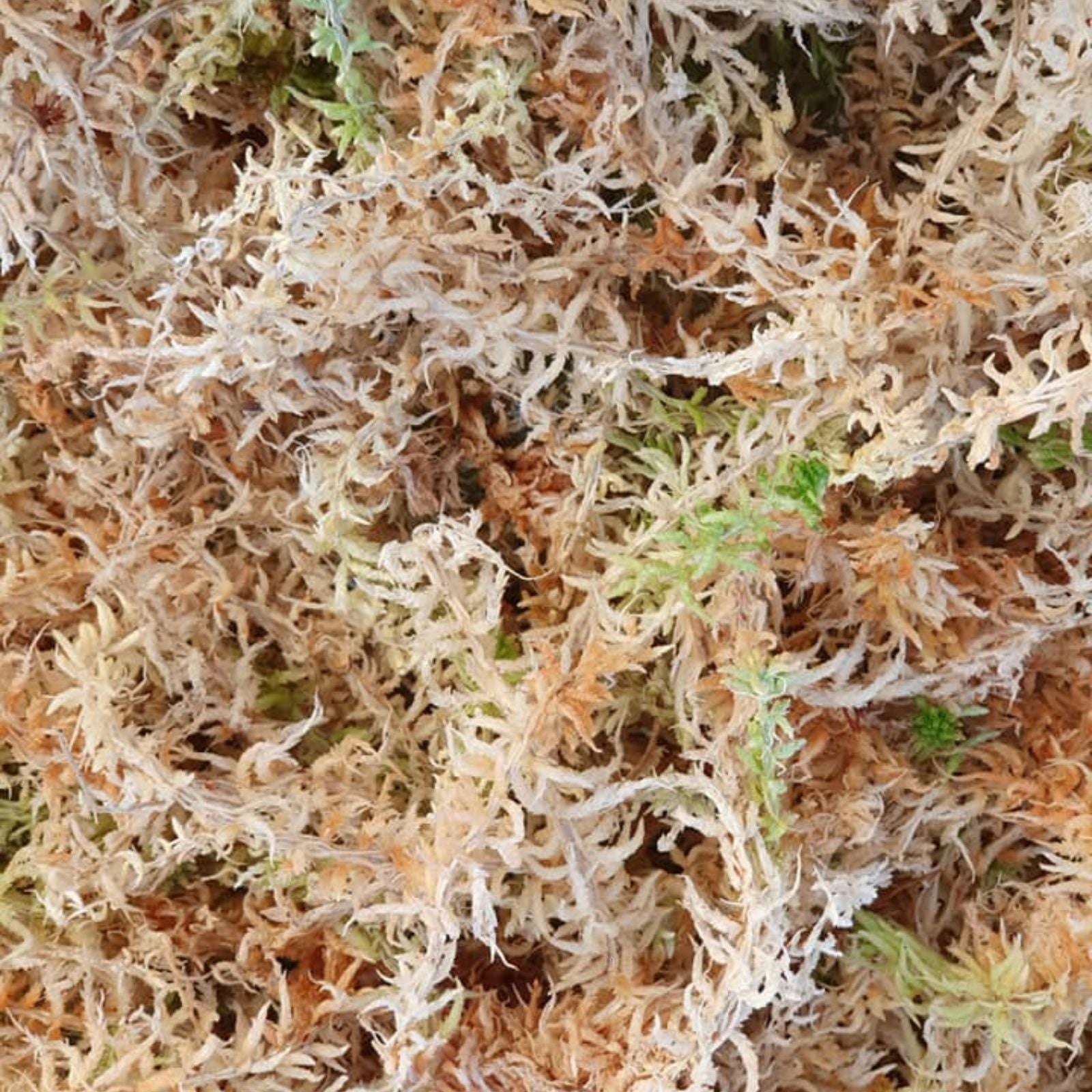 Sphagnum Moss 3 Oz for Orchids, Dried Long Fiber Peat Moss for Plants, Horticultural Growing Medium